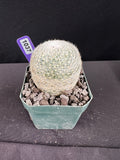 Mammillaria Lenta Cactus