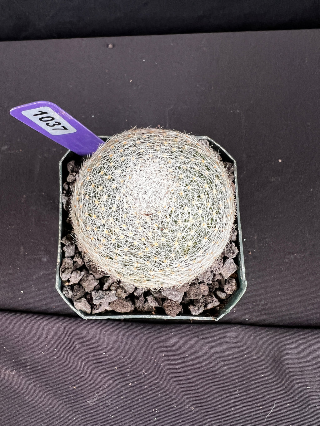 Mammillaria Lenta Cactus