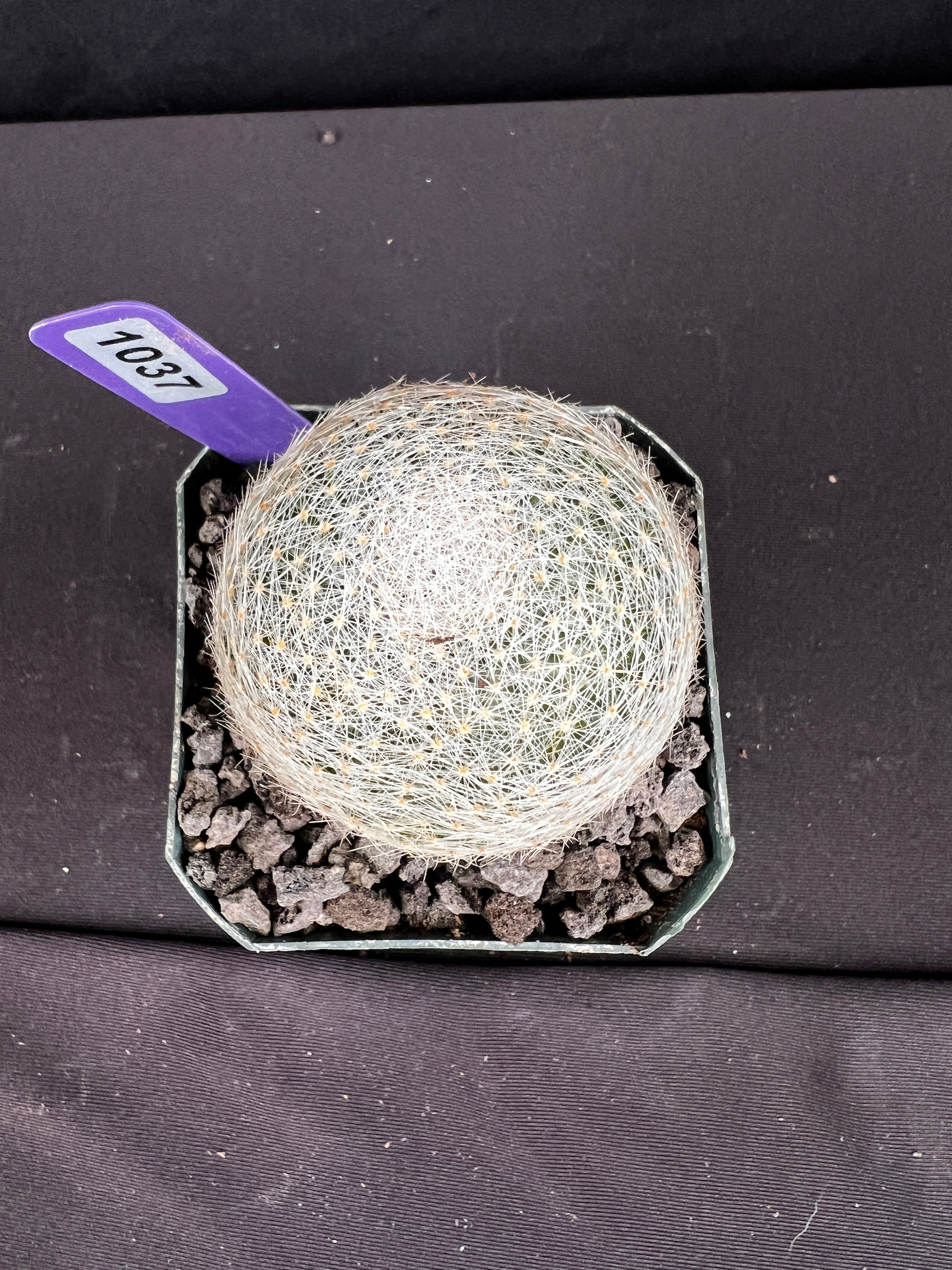 Mammillaria Lenta Cactus