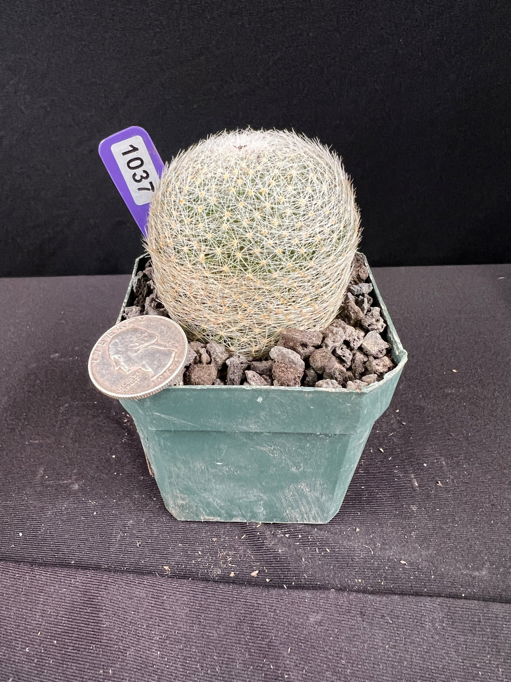 Mammillaria Lenta Cactus