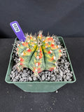 Gymnocalycium Mihanovichii - 'War Paint' with full pattern Cactus