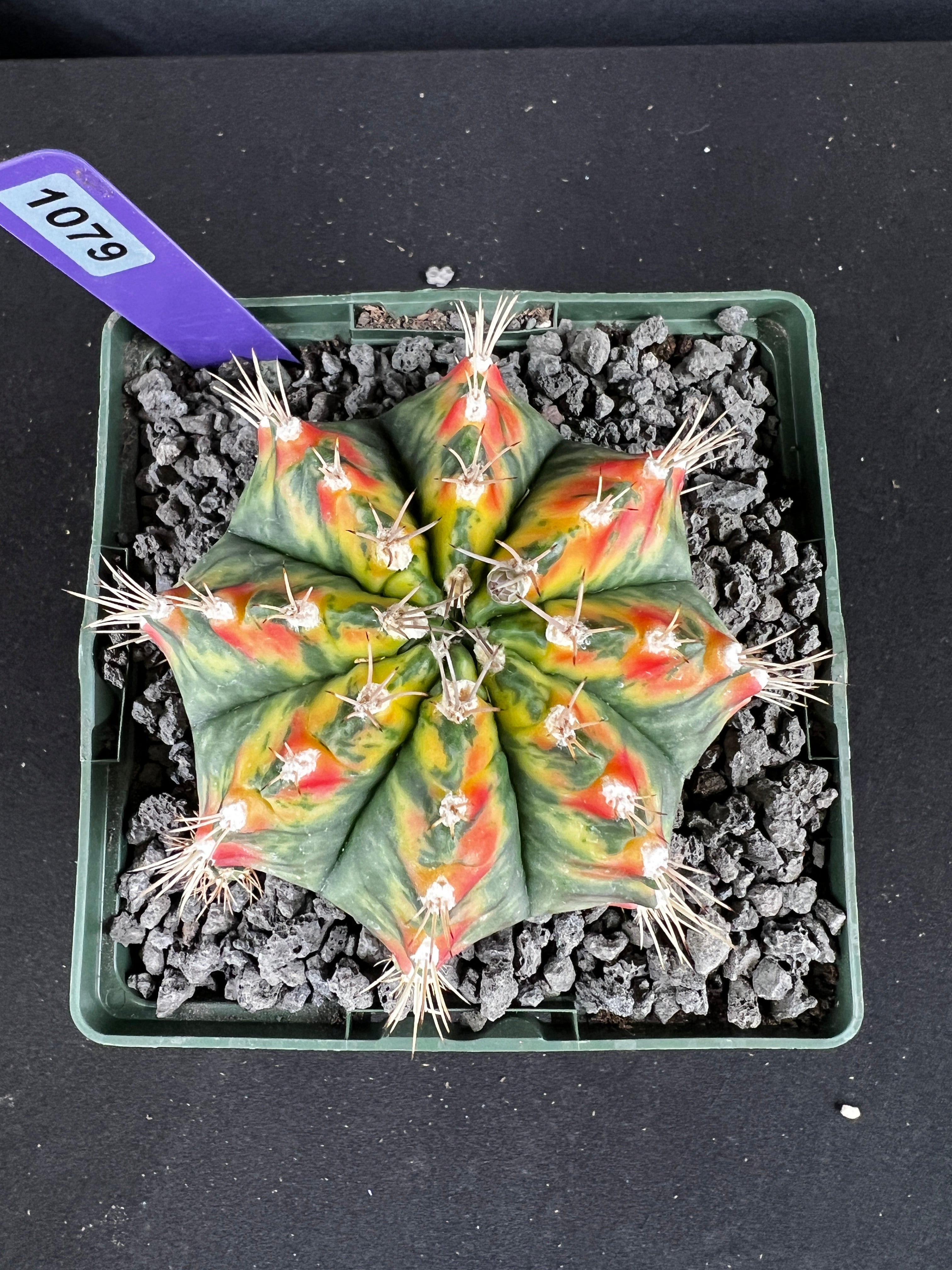 Gymnocalycium Mihanovichii - 'War Paint' with full pattern Cactus