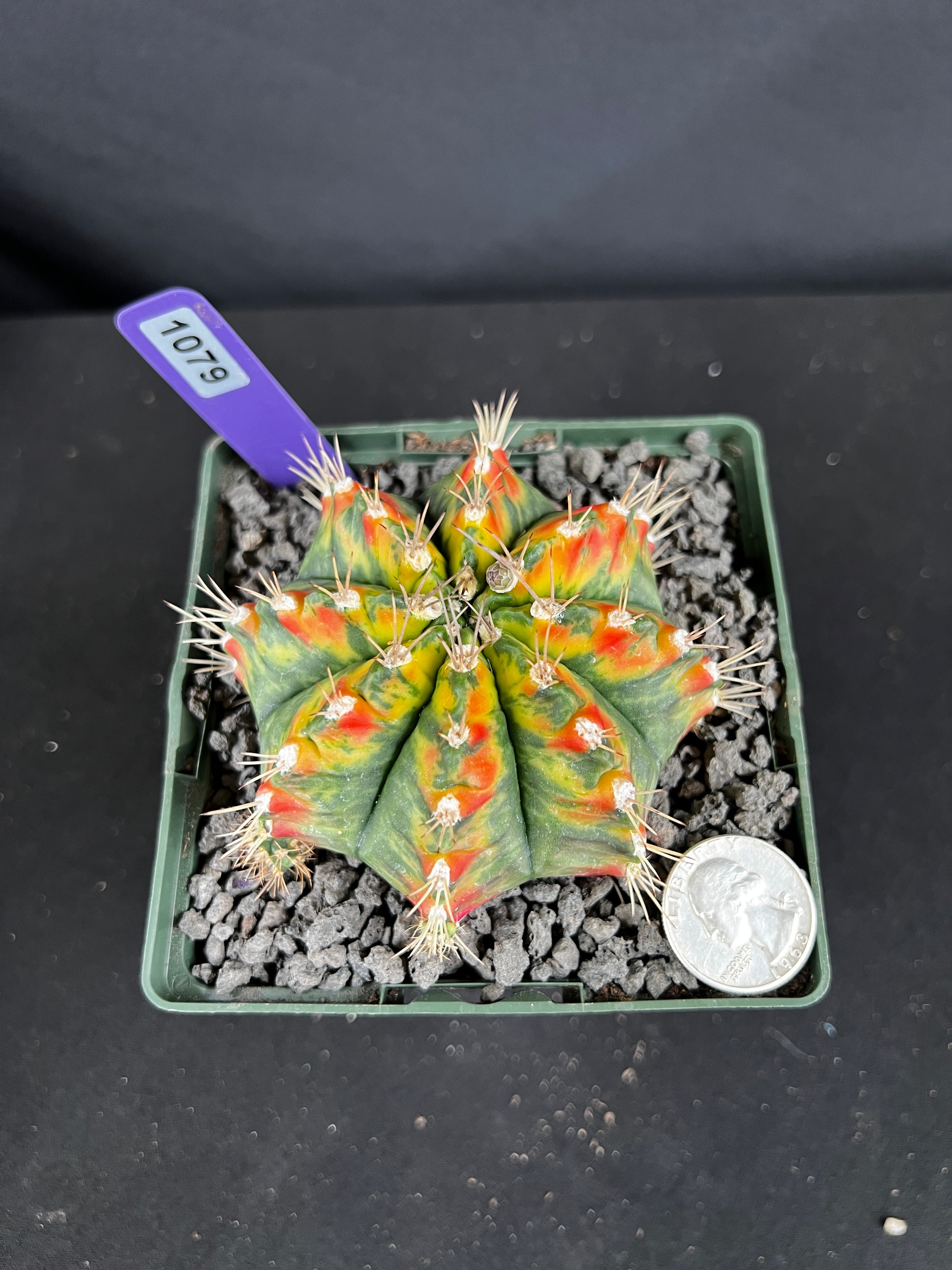 Gymnocalycium Mihanovichii - 'War Paint' with full pattern Cactus