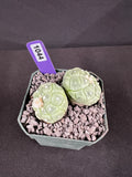 Astrophytum Asterias cv. Lizard Skin Twin Cactus (2 heads)