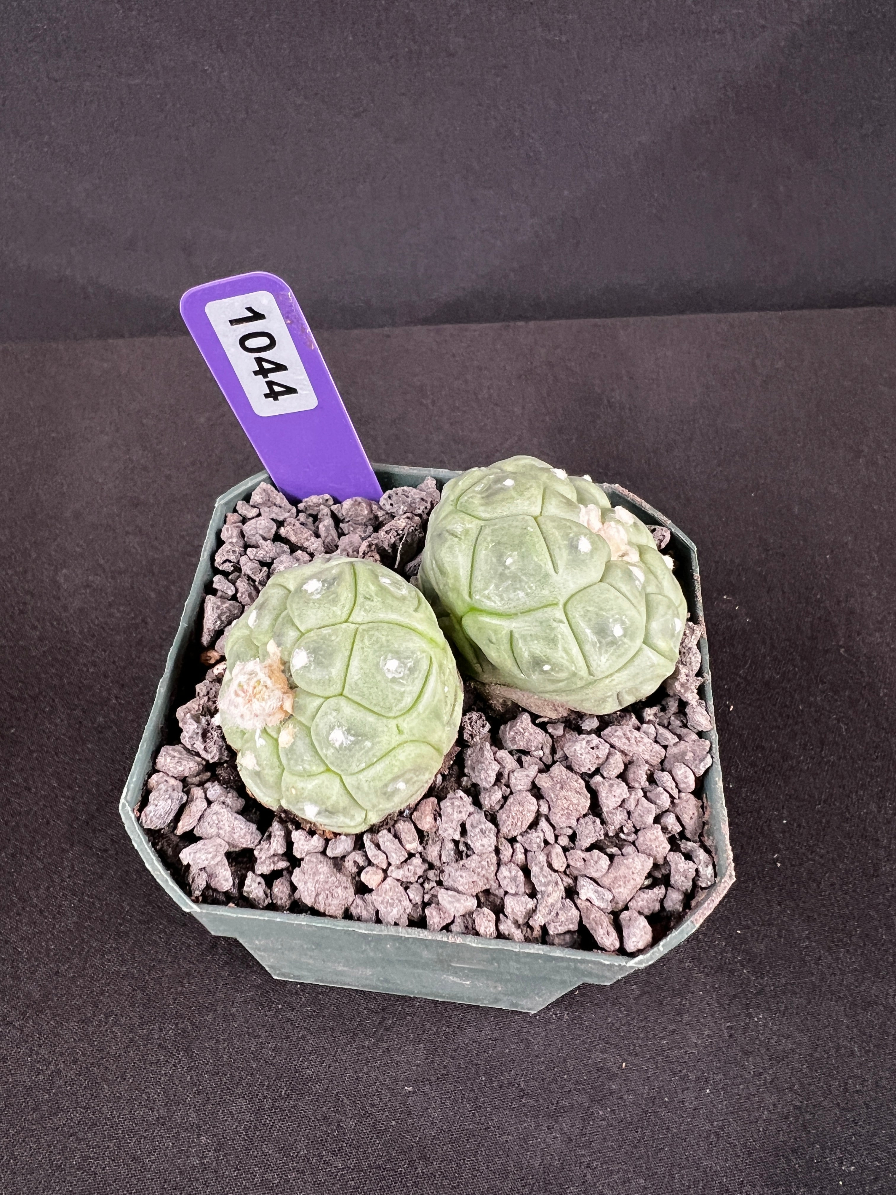 Astrophytum Asterias cv. Lizard Skin Twin Cactus (2 heads)