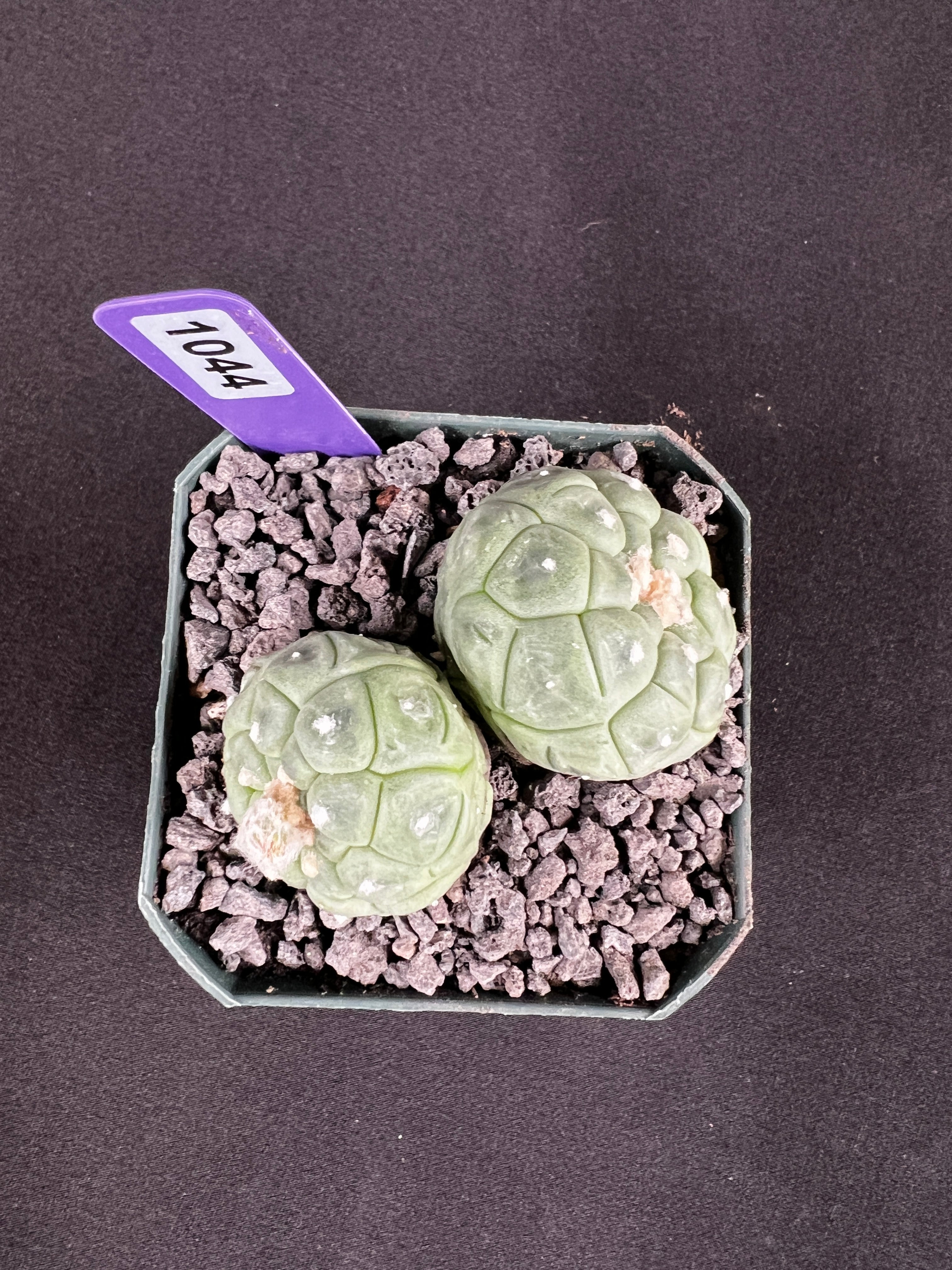 Astrophytum Asterias cv. Lizard Skin Twin Cactus (2 heads)