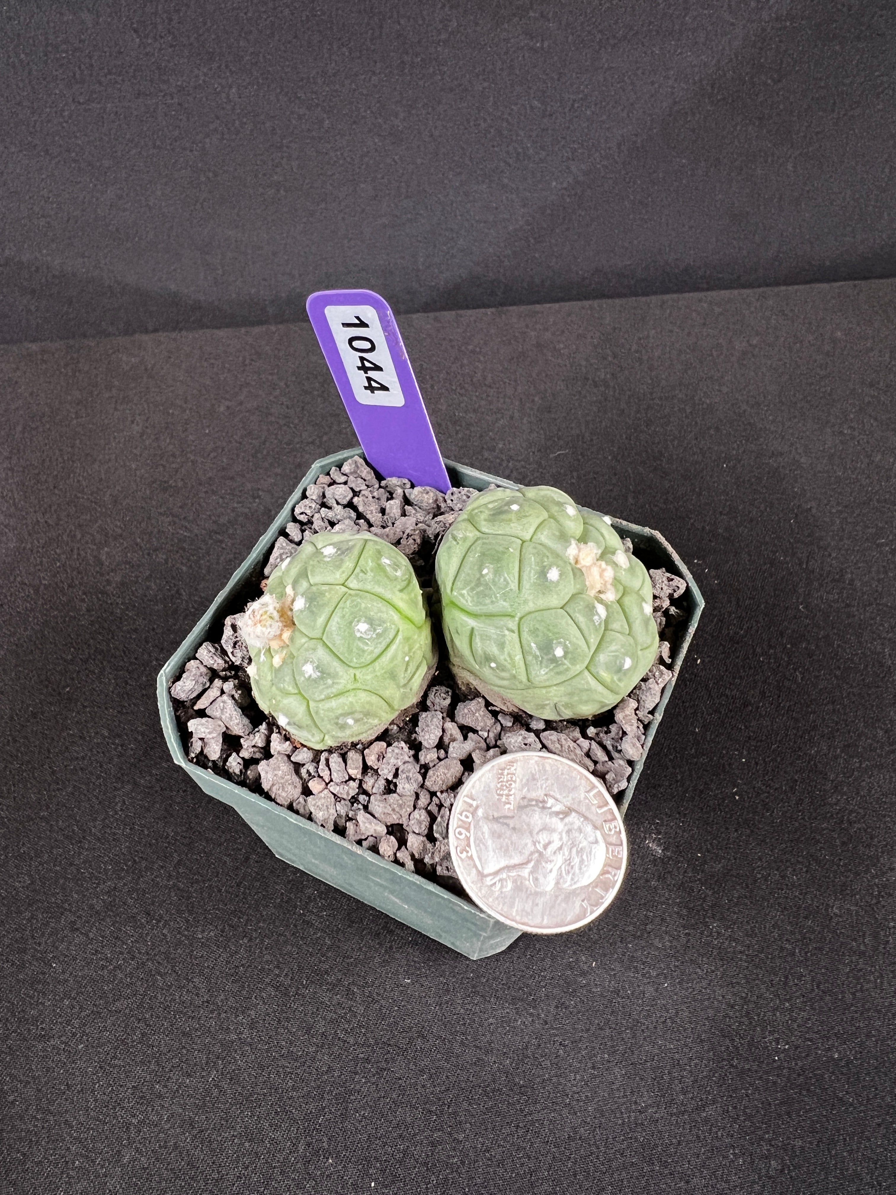 Astrophytum Asterias cv. Lizard Skin Twin Cactus (2 heads)