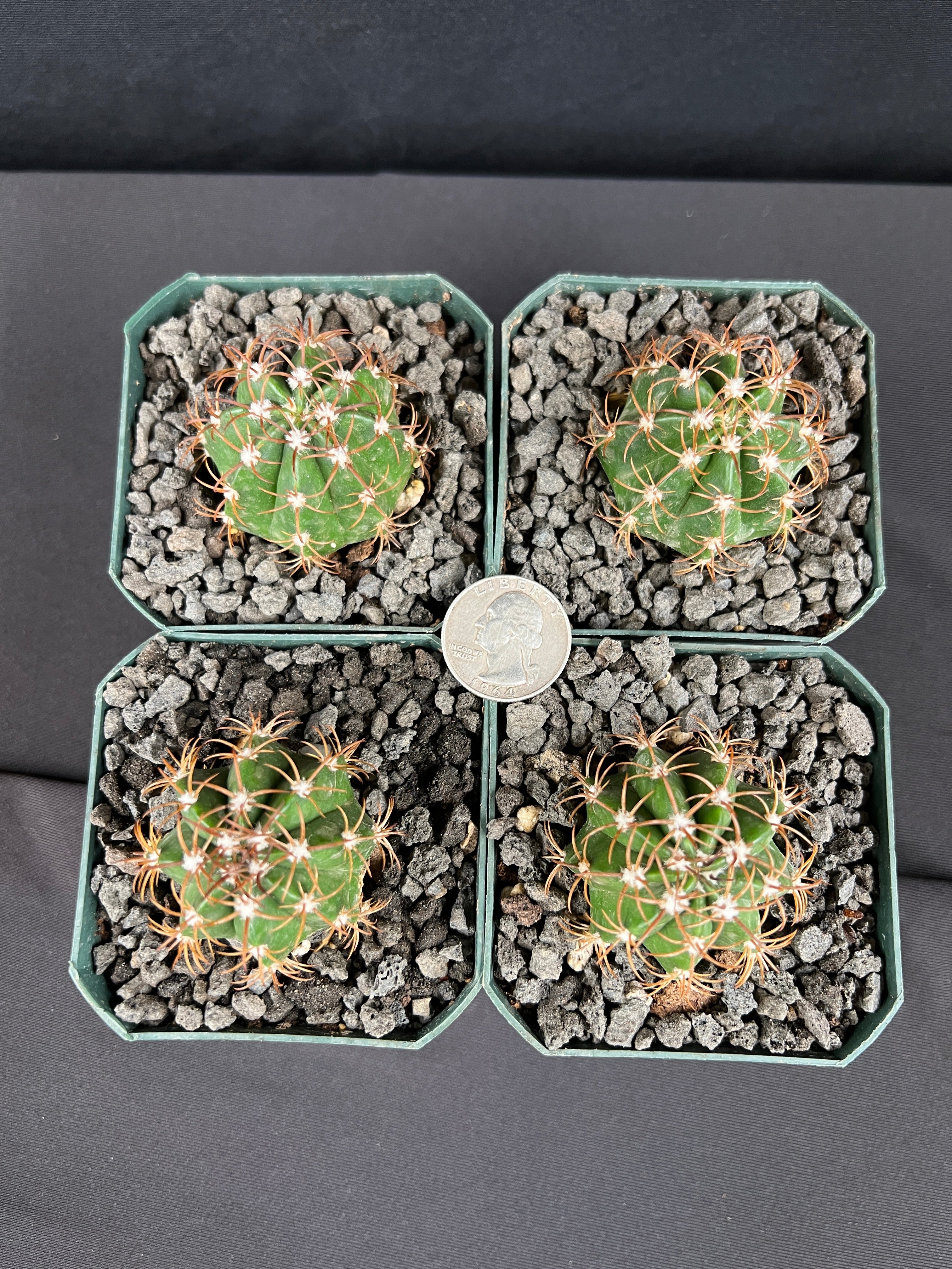 Melocactus Matanzanus Seedling Cactus -  aka Turk's Cap - Grower's Choice
