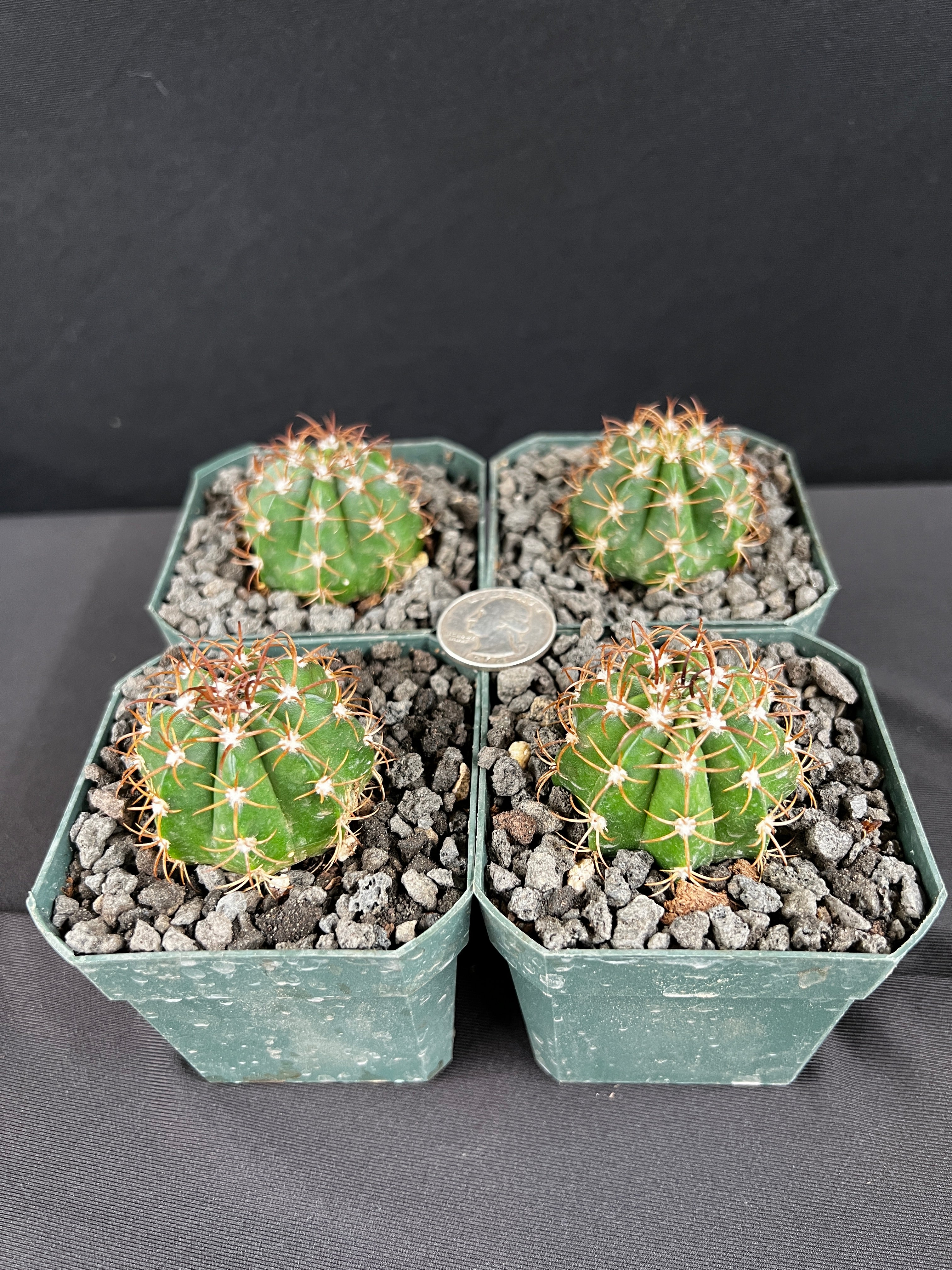 Melocactus Matanzanus Seedling Cactus -  aka Turk's Cap - Grower's Choice