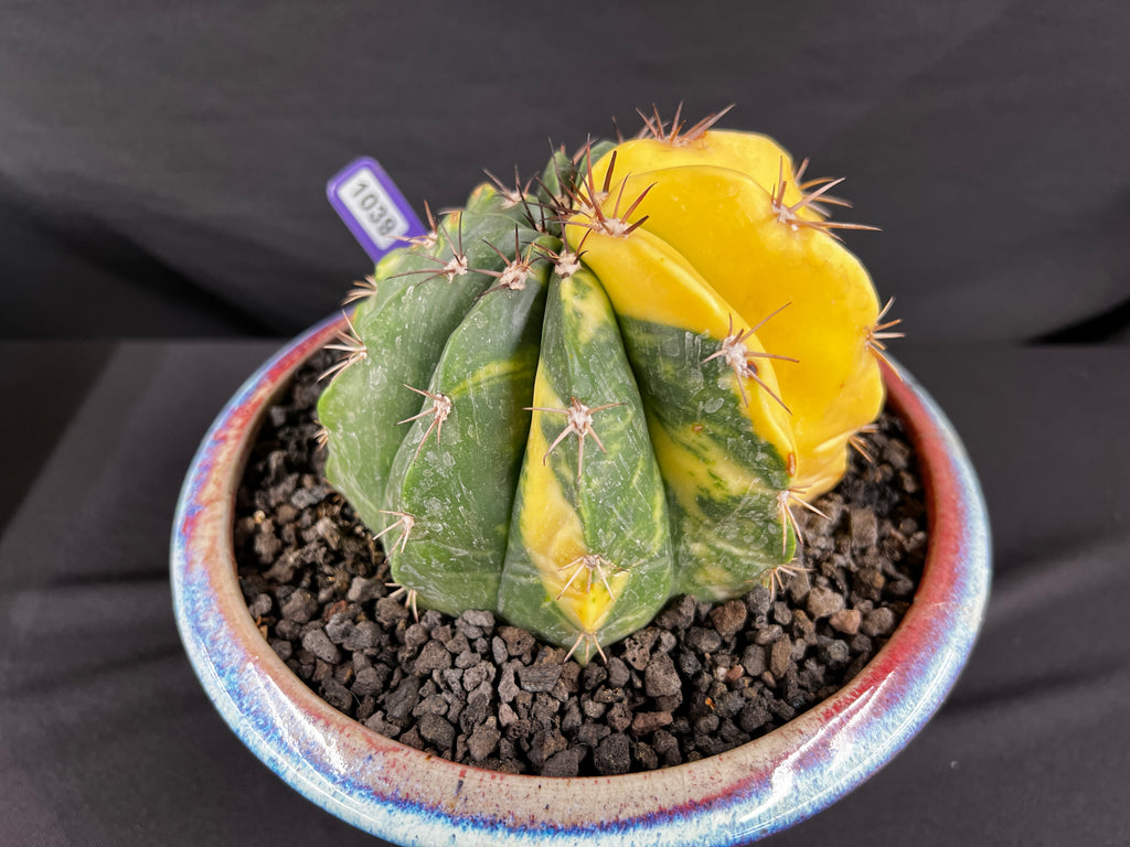 Variegated Melocactus Cactus