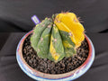 Variegated Melocactus Cactus
