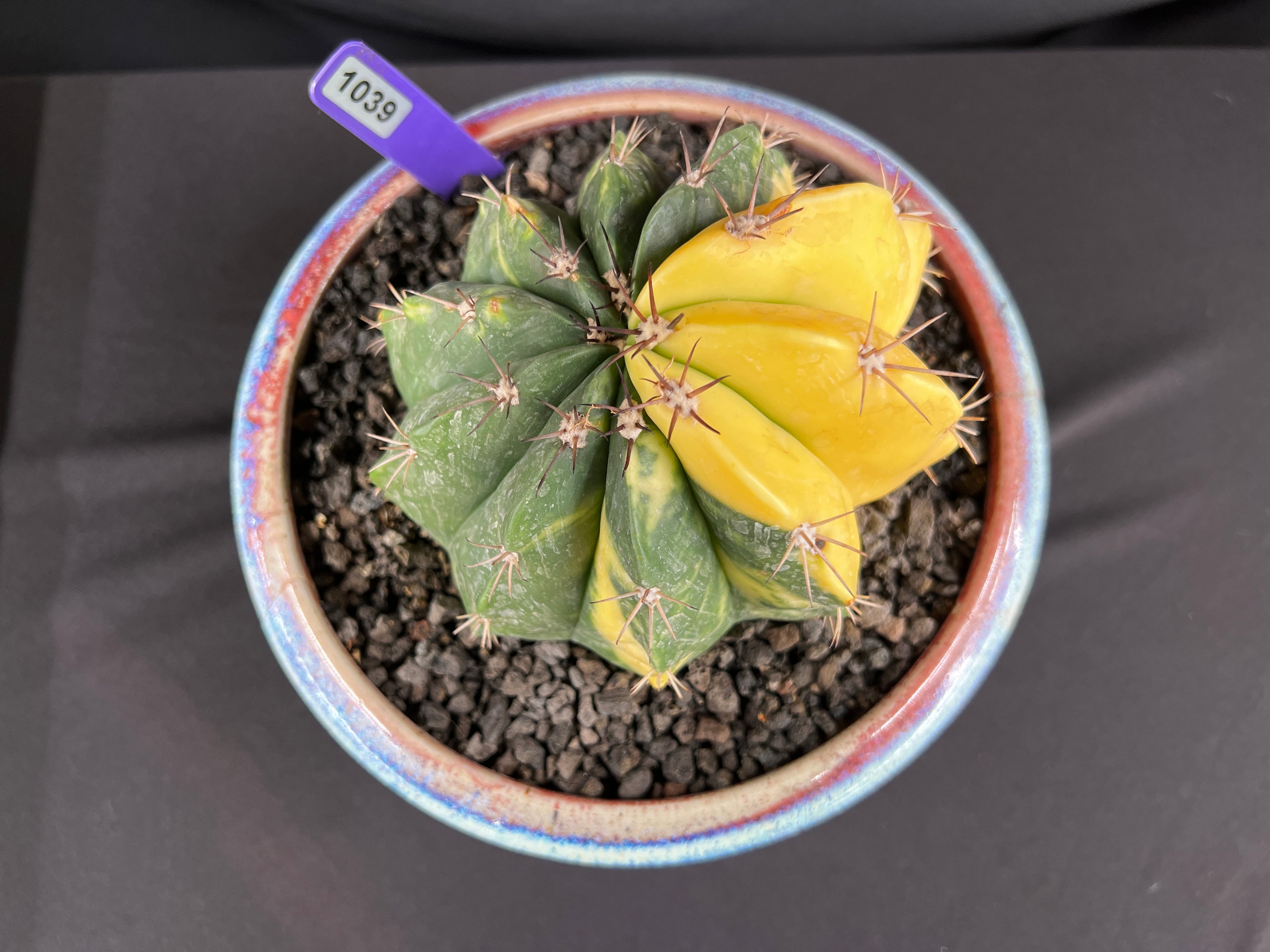 Variegated Melocactus Cactus