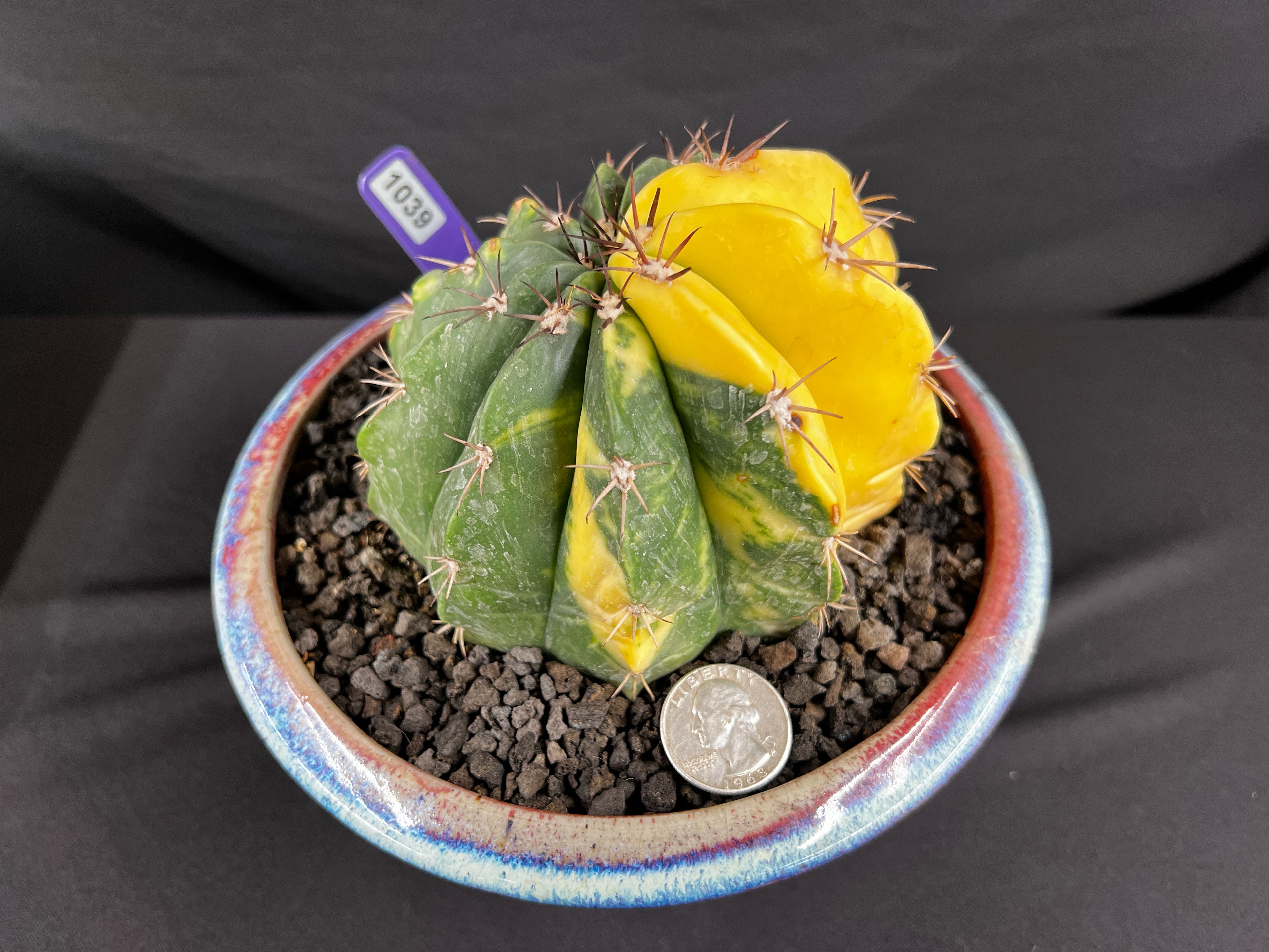 Variegated Melocactus Cactus