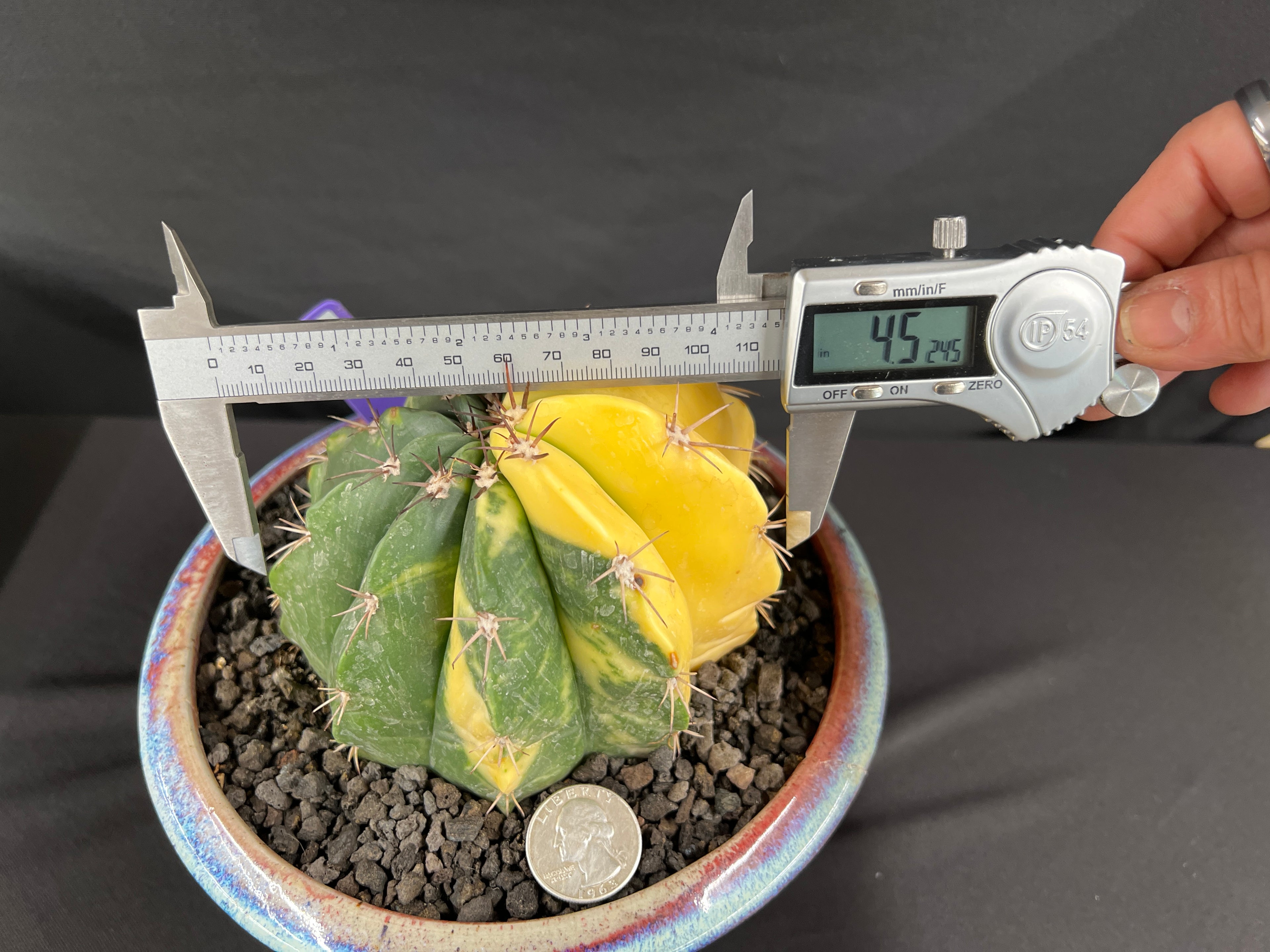 Variegated Melocactus Cactus