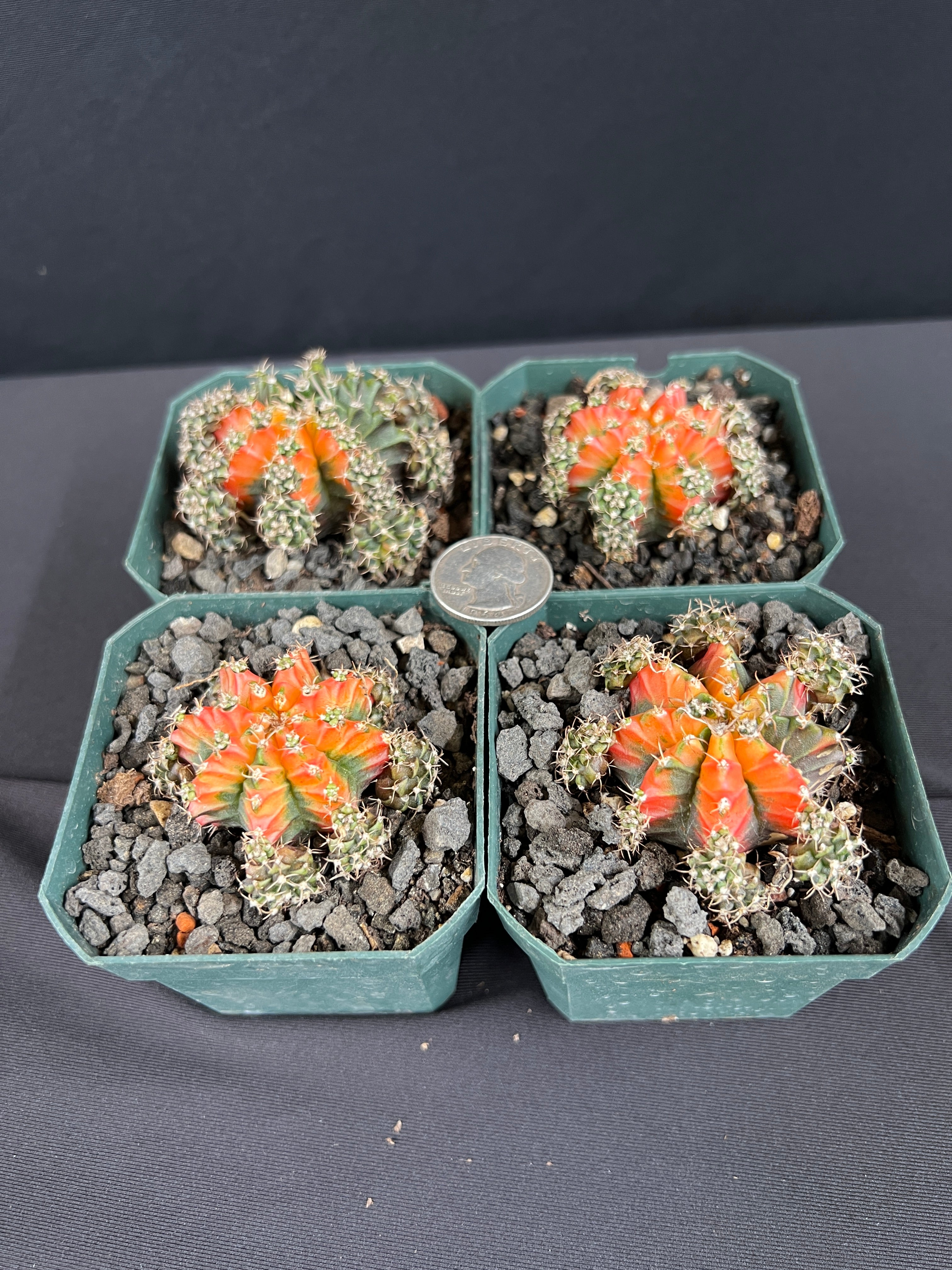 Gymnocalycium Mihanovichii cv. Multi Color Cactus - Grower's Choice