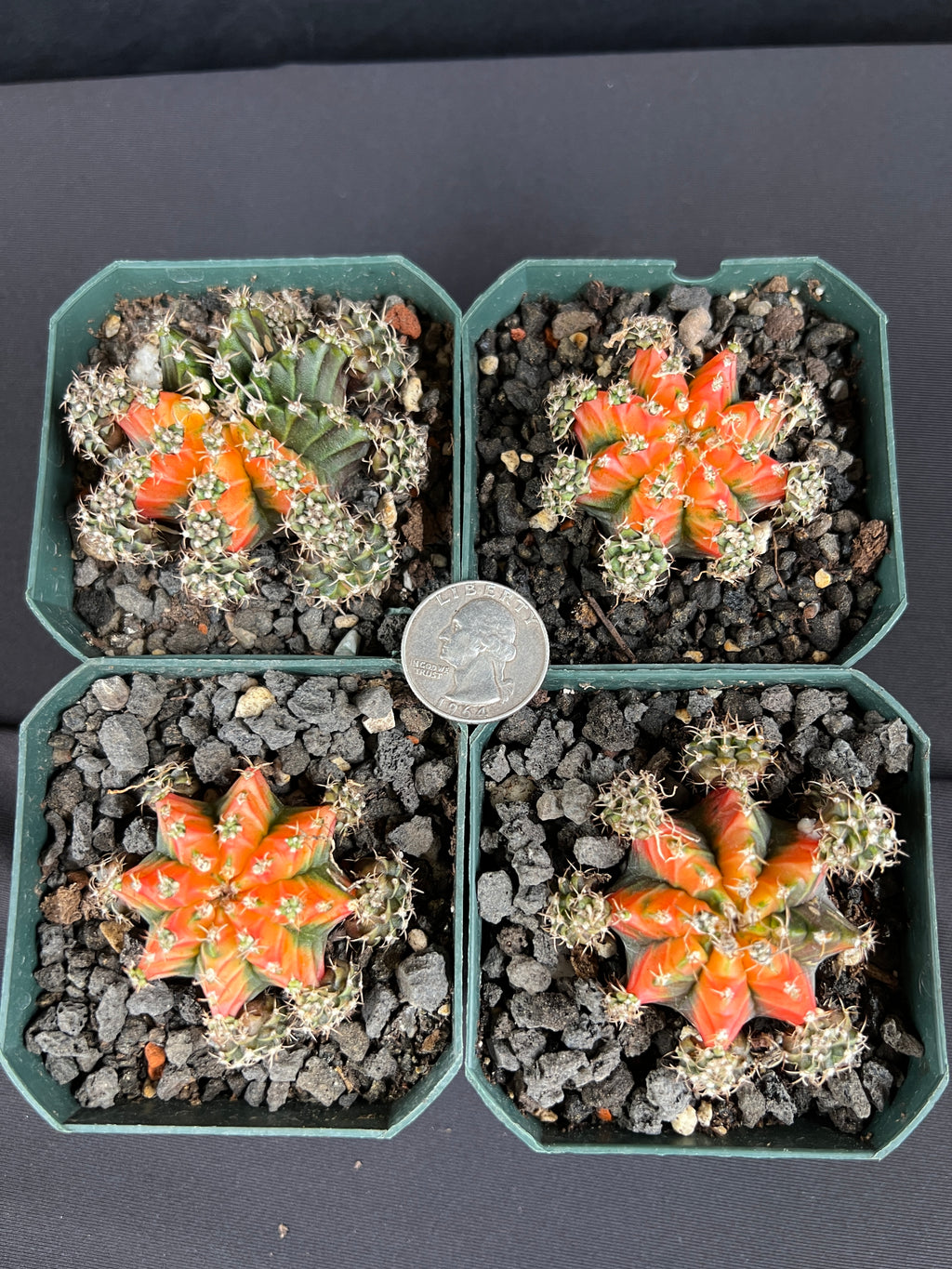 Gymnocalycium Mihanovichii cv. Multi Color Cactus - Grower's Choice