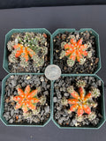 Gymnocalycium Mihanovichii cv. Multi Color Cactus - Grower's Choice