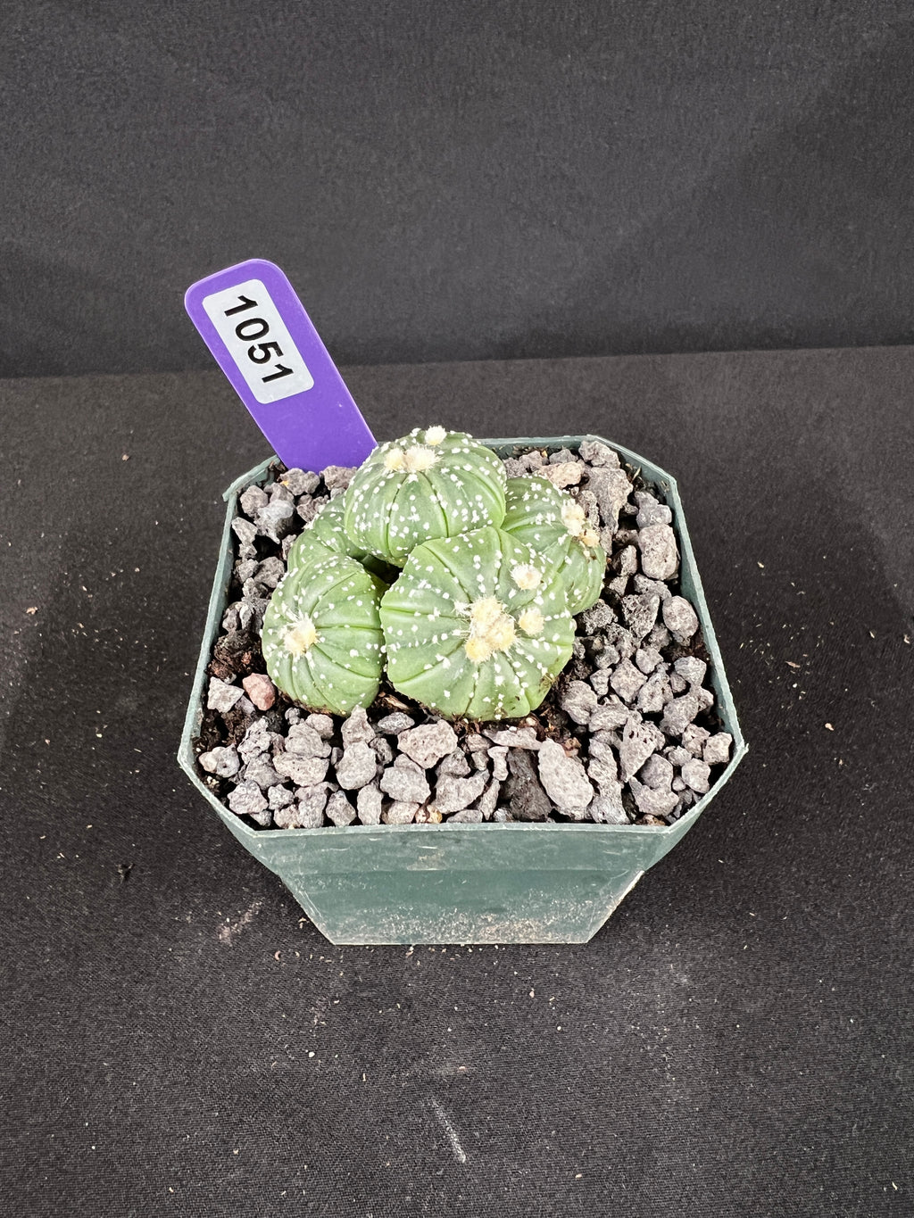 Astrophytum Asterias Multi-Head Cactus