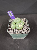 Astrophytum Asterias Multi-Head Cactus
