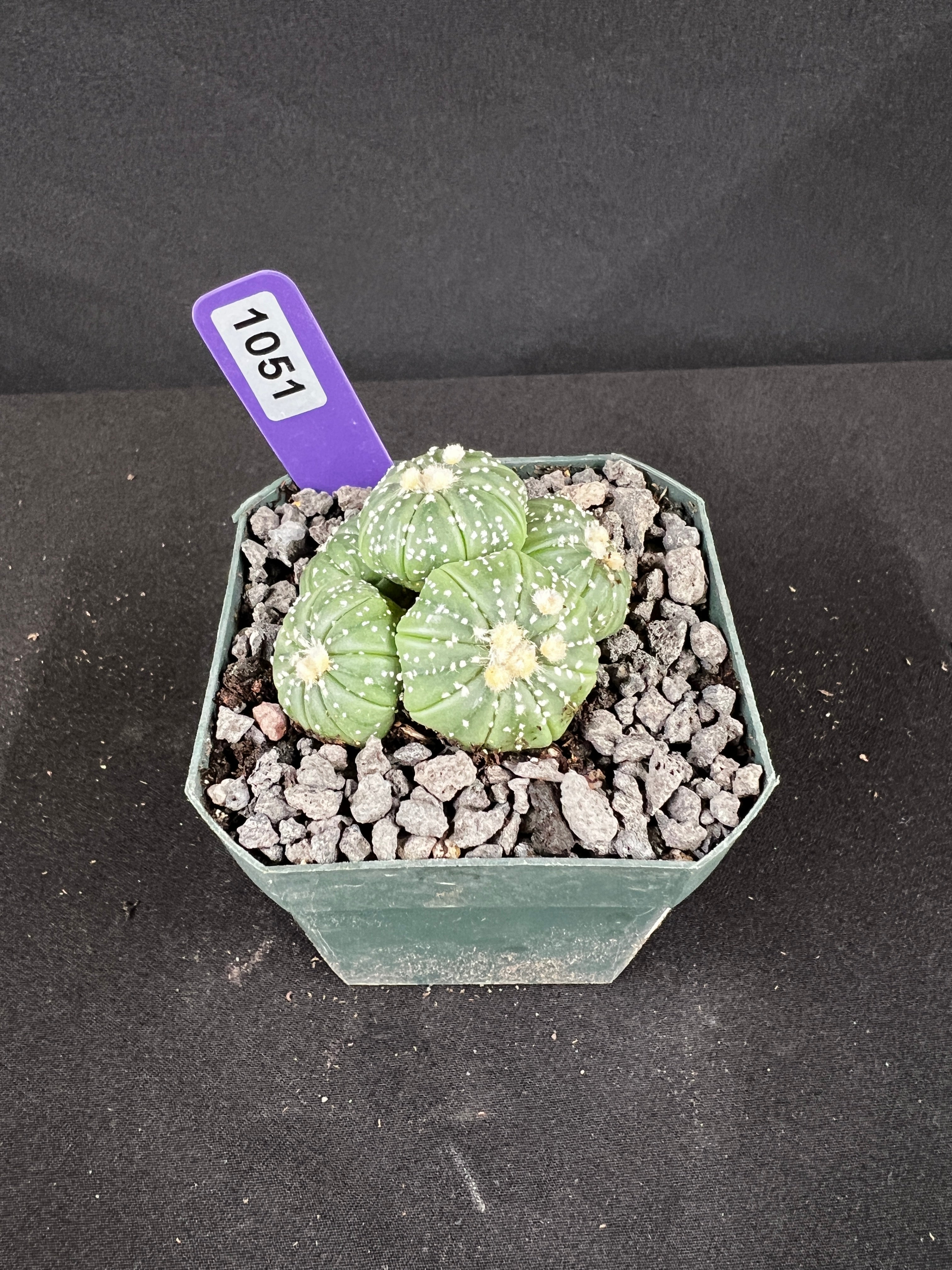 Astrophytum Asterias Multi-Head Cactus