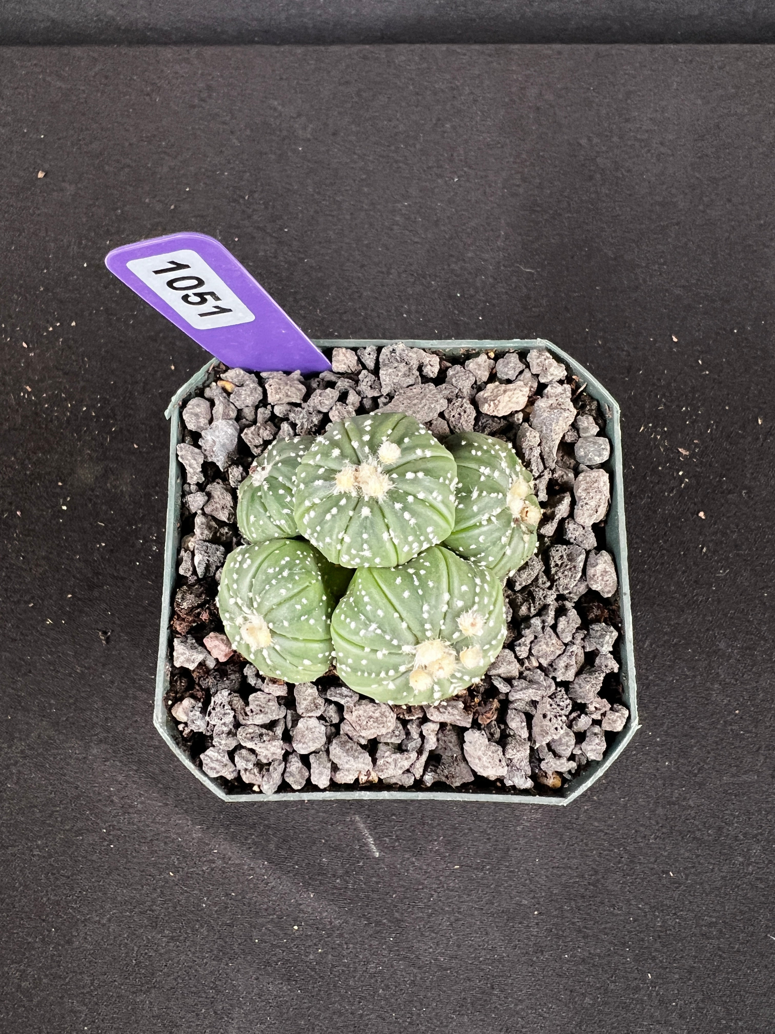 Astrophytum Asterias Multi-Head Cactus