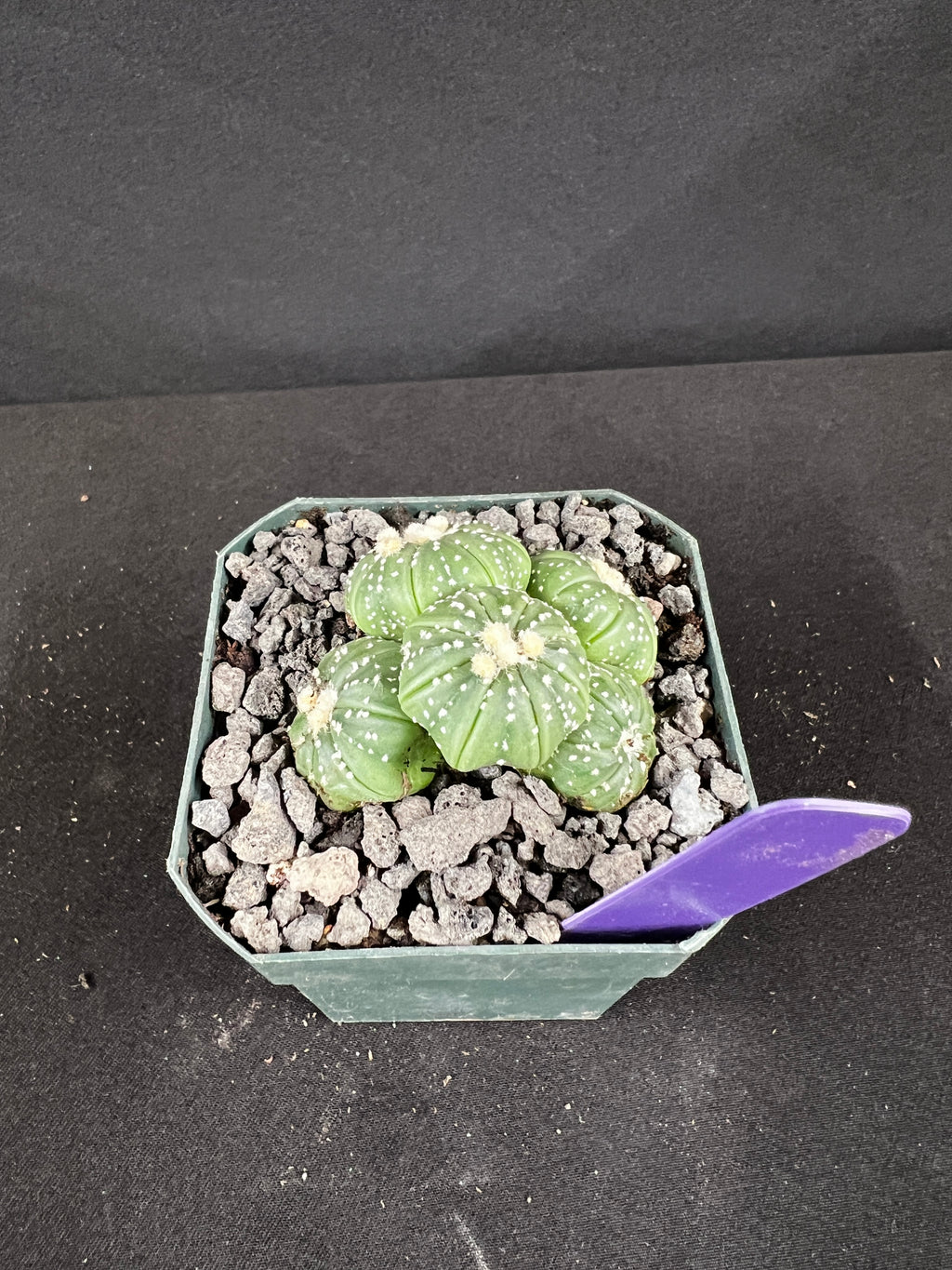 Astrophytum Asterias Multi-Head Cactus