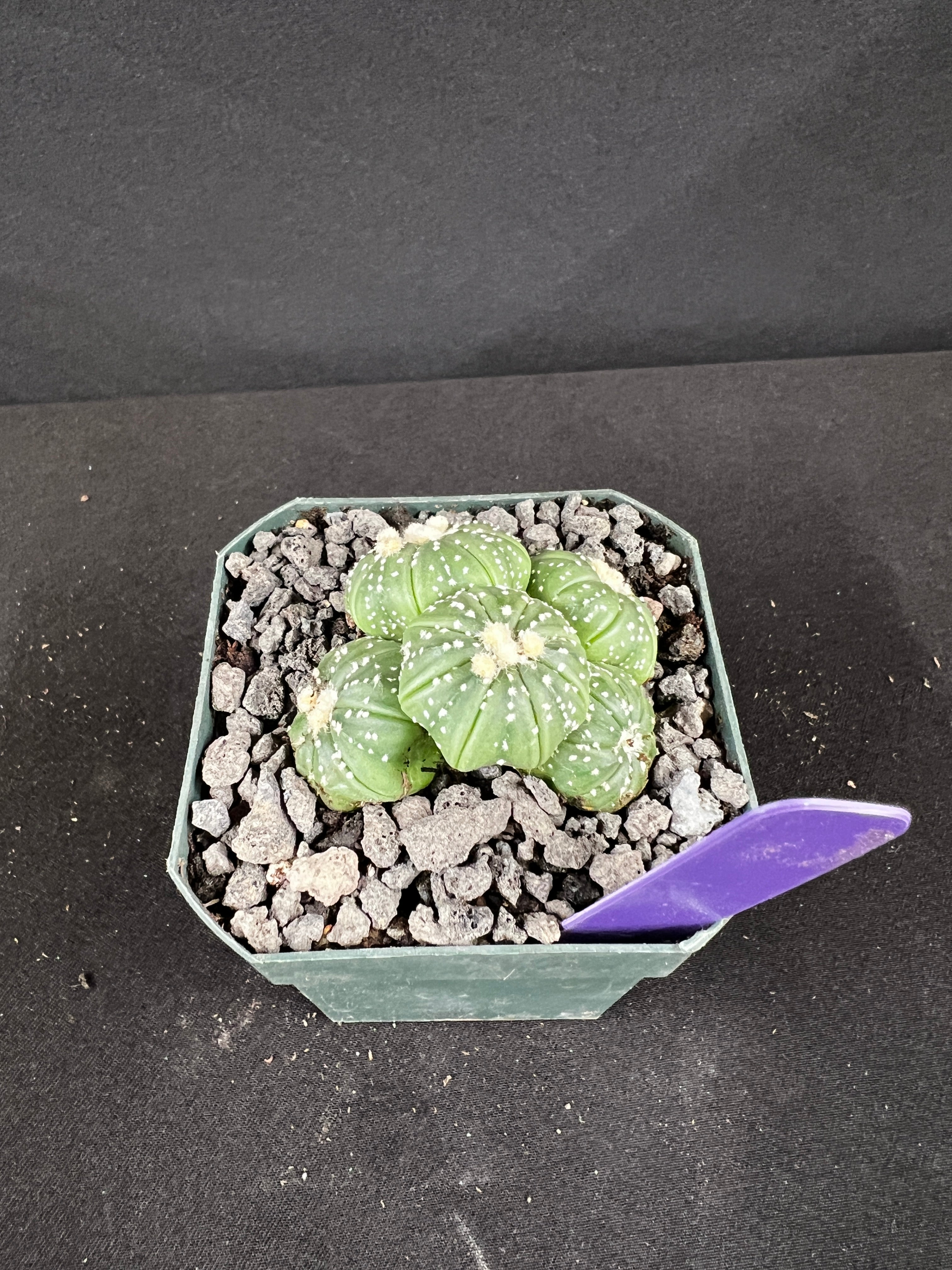 Astrophytum Asterias Multi-Head Cactus