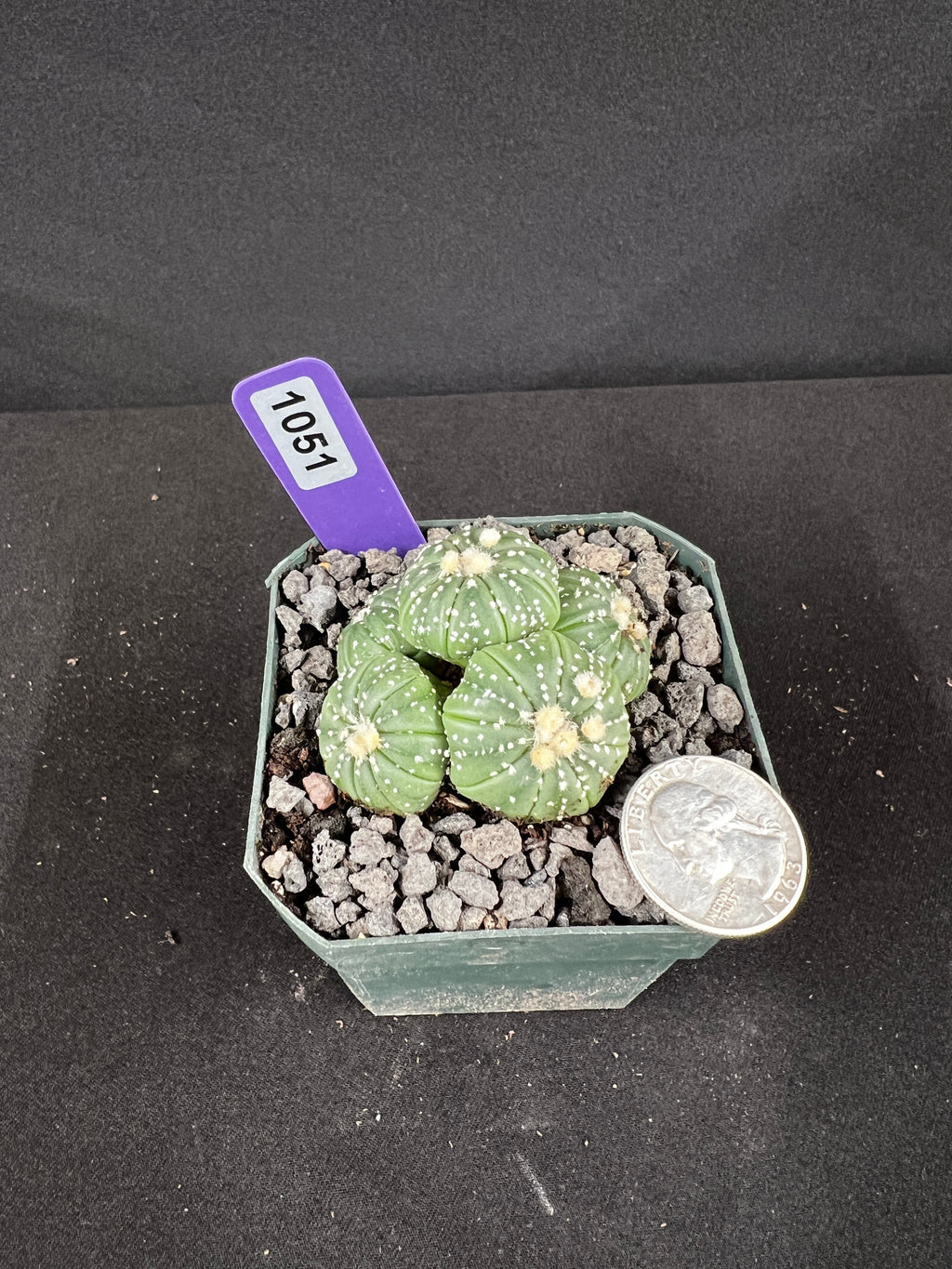 Astrophytum Asterias Multi-Head Cactus