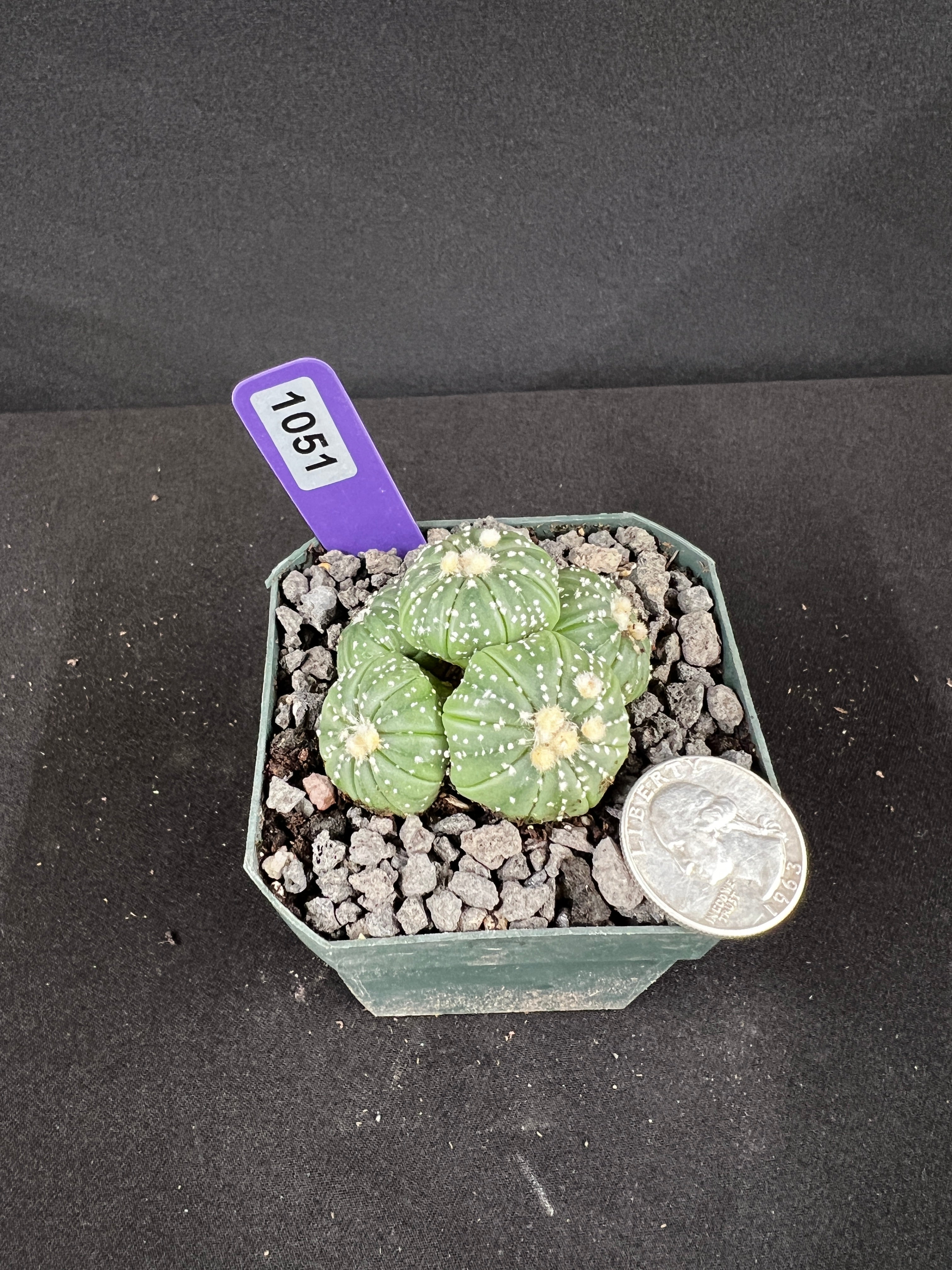 Astrophytum Asterias Multi-Head Cactus