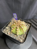Gymnocalycium Mihanovhcii NEON