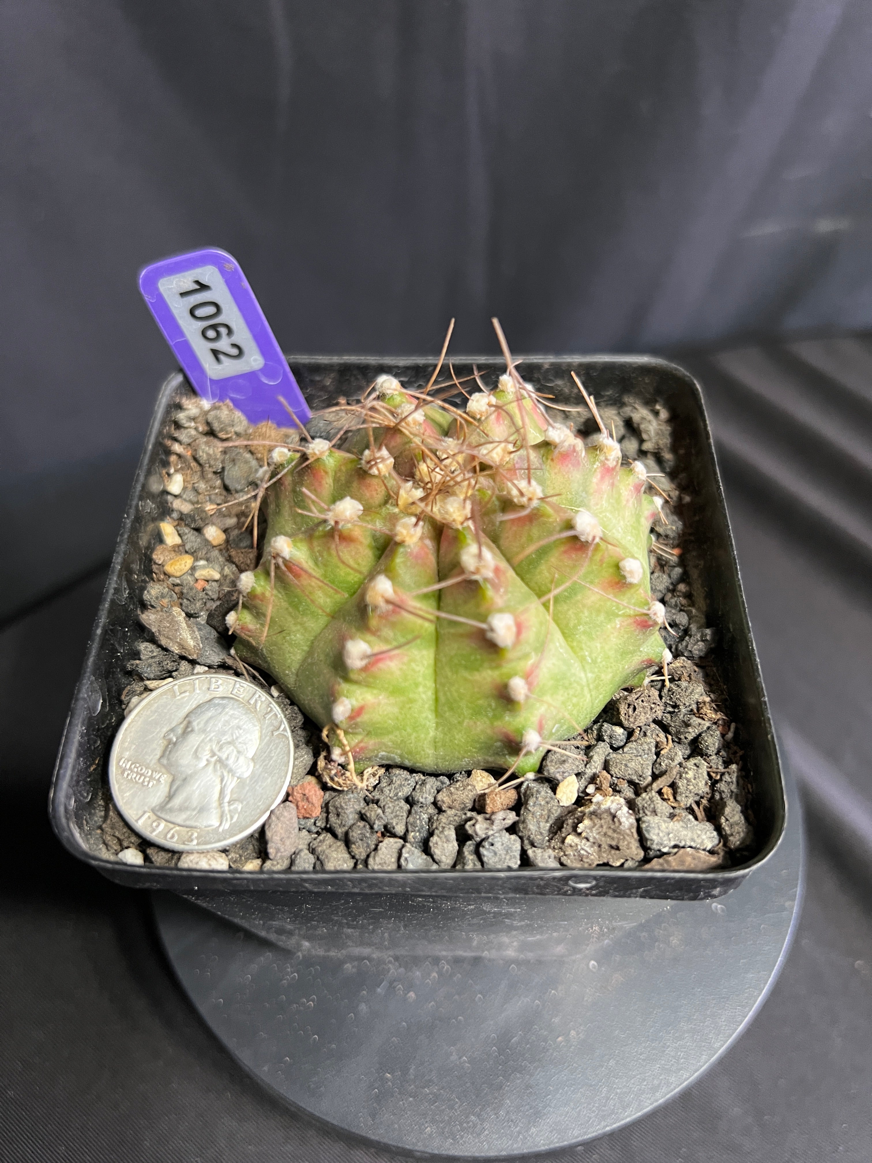 Gymnocalycium Mihanovhcii NEON