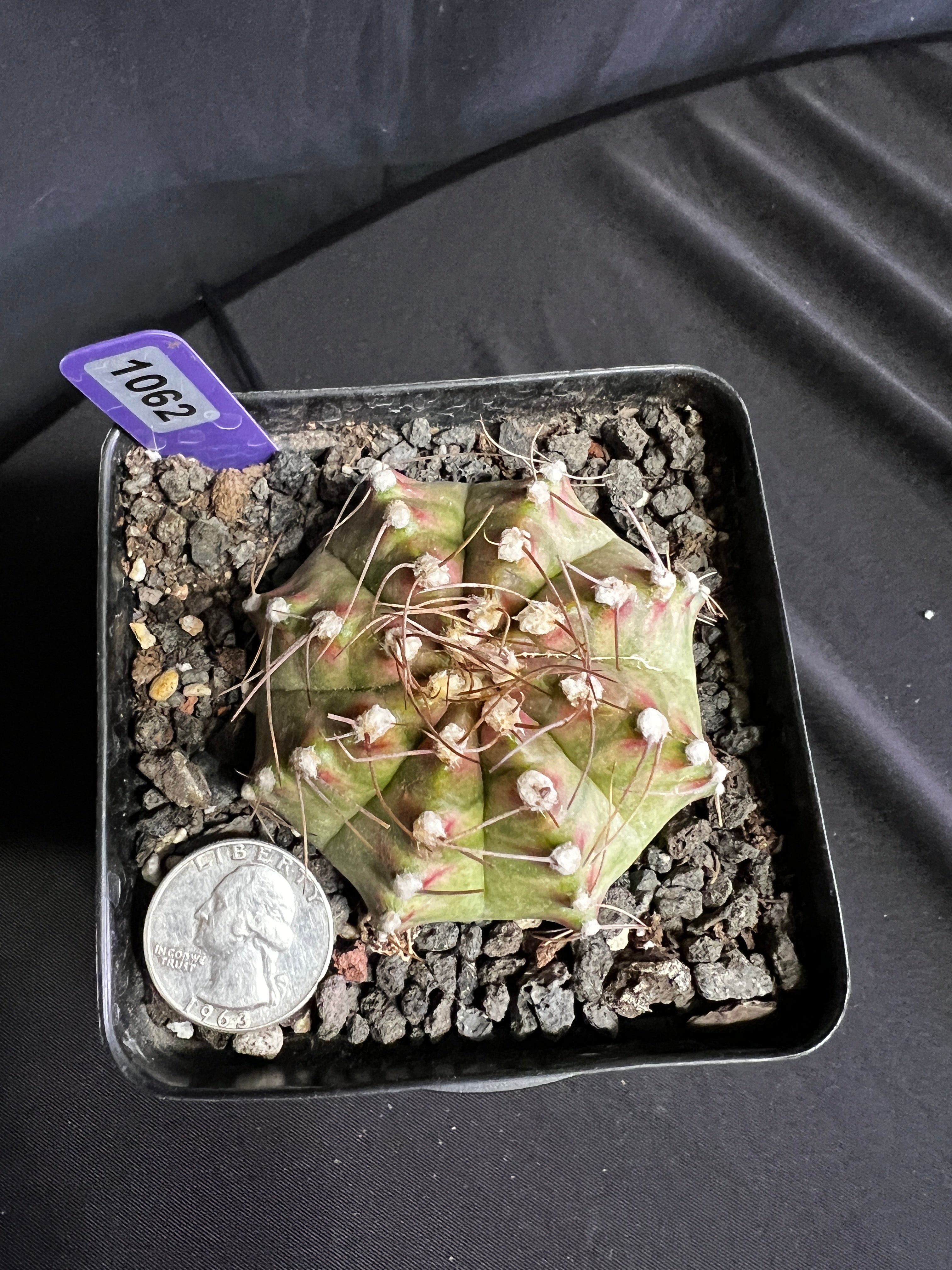 Gymnocalycium Mihanovhcii NEON