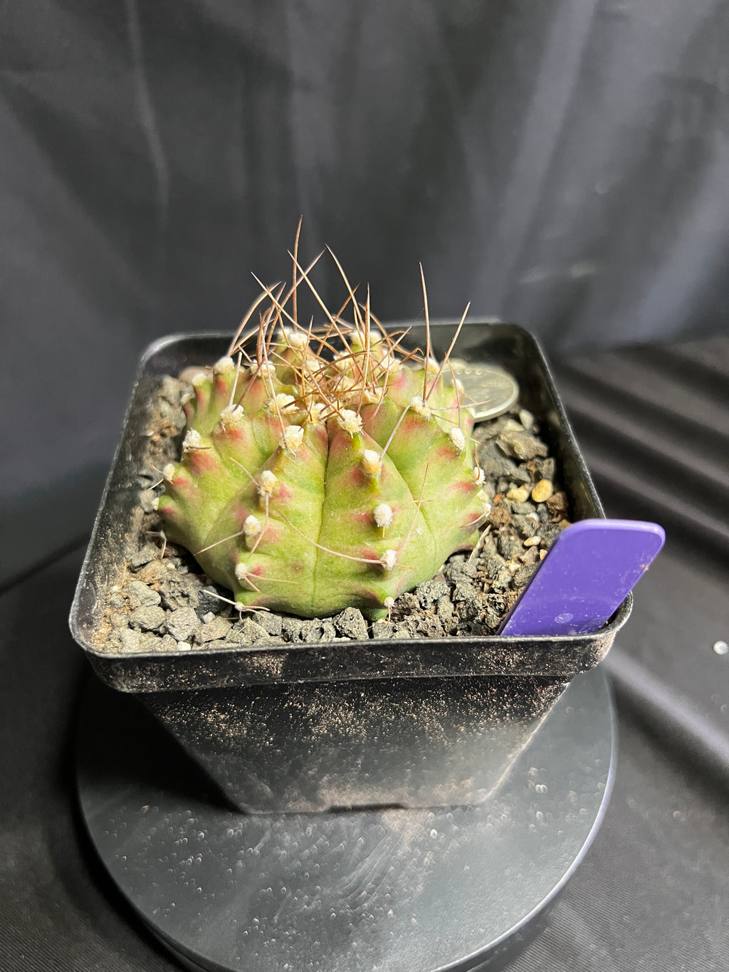 Gymnocalycium Mihanovhcii NEON