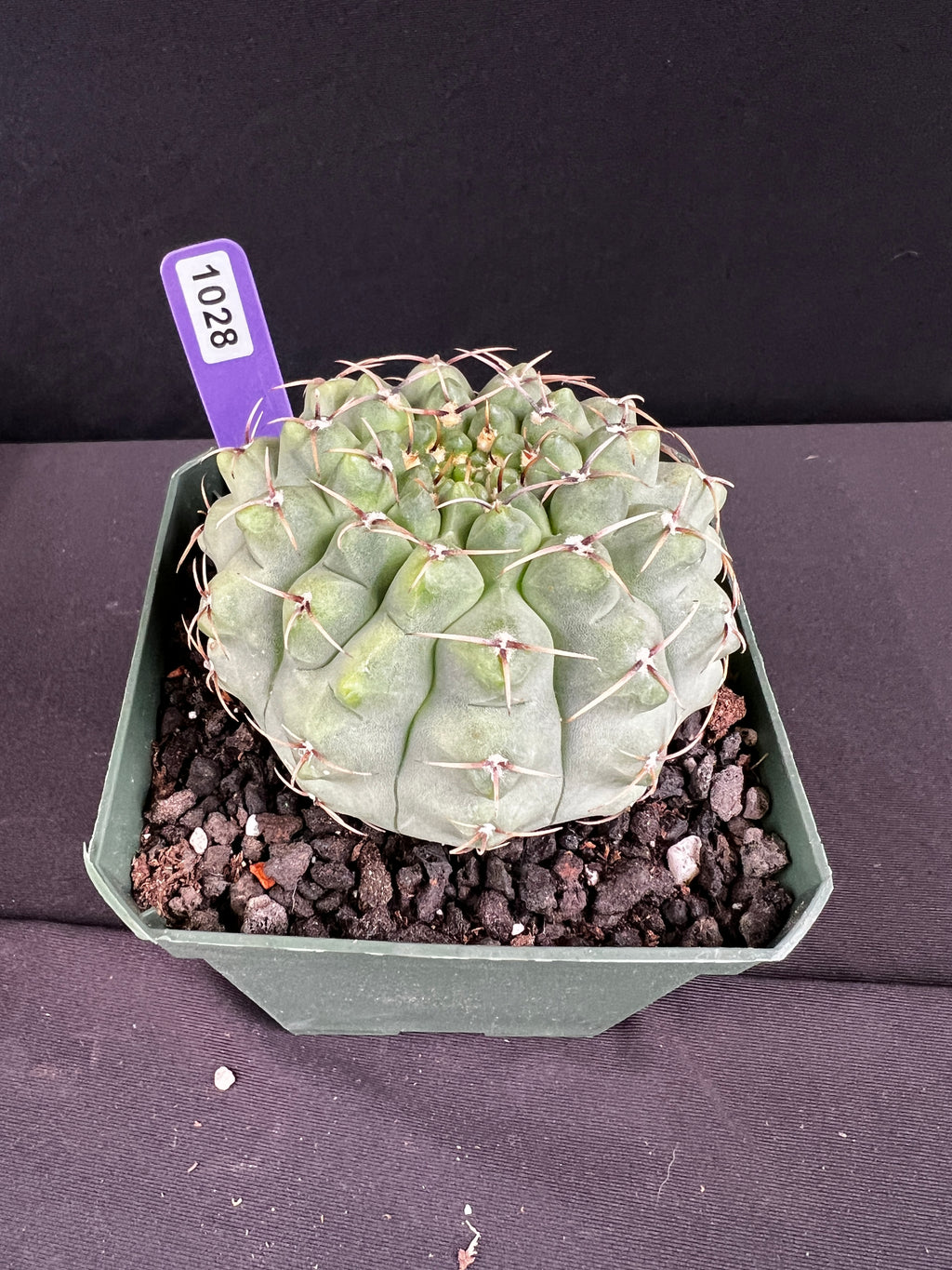 Gymnocalycium Ochoterenae Cactus