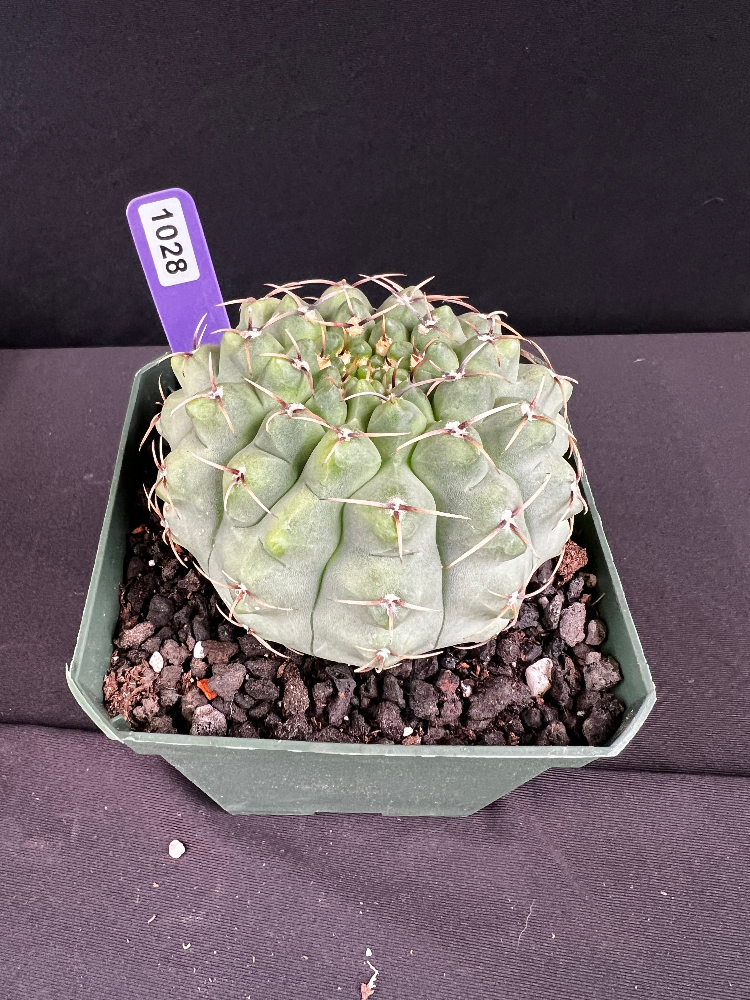 Gymnocalycium Ochoterenae Cactus