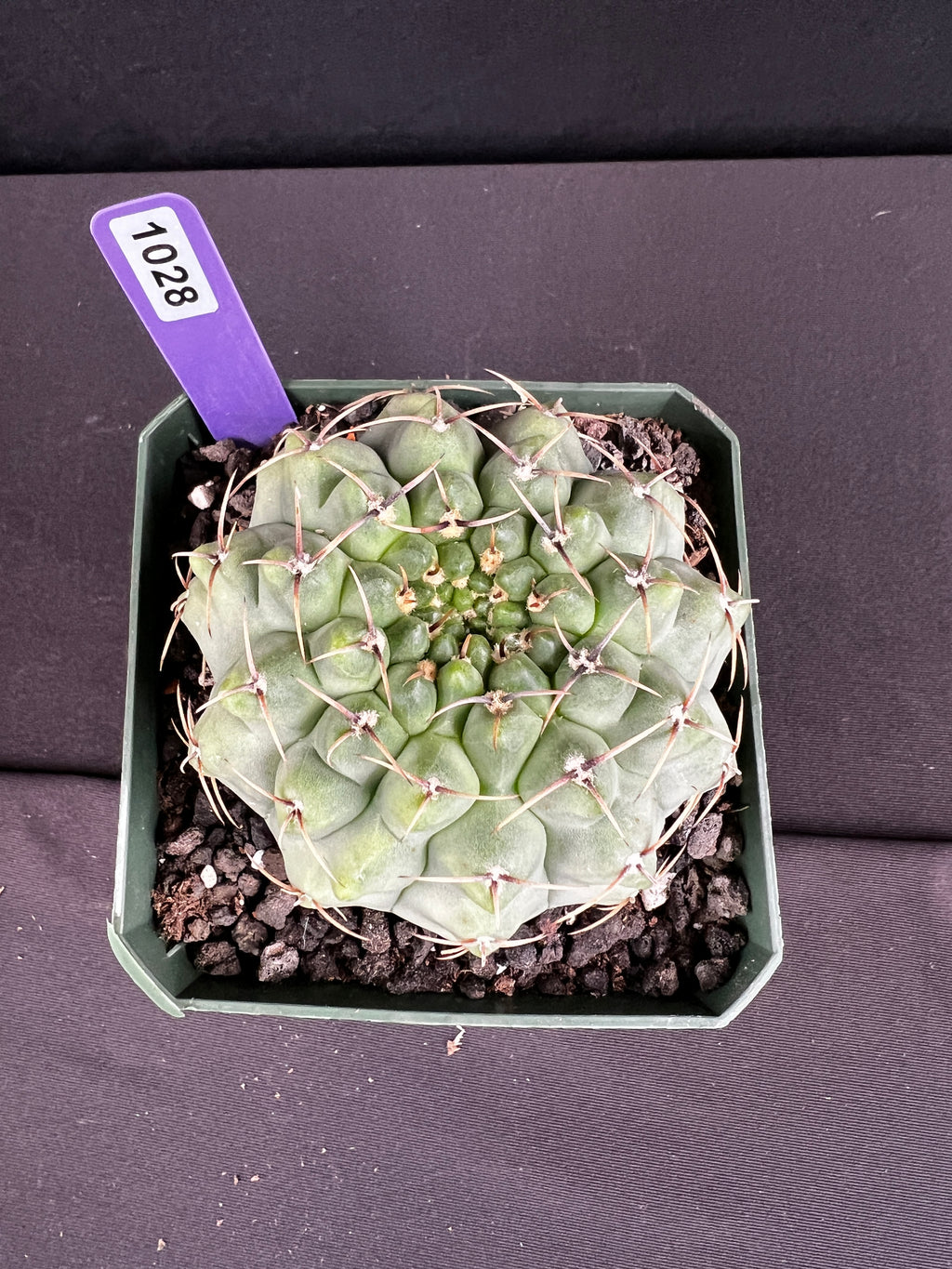 Gymnocalycium Ochoterenae Cactus