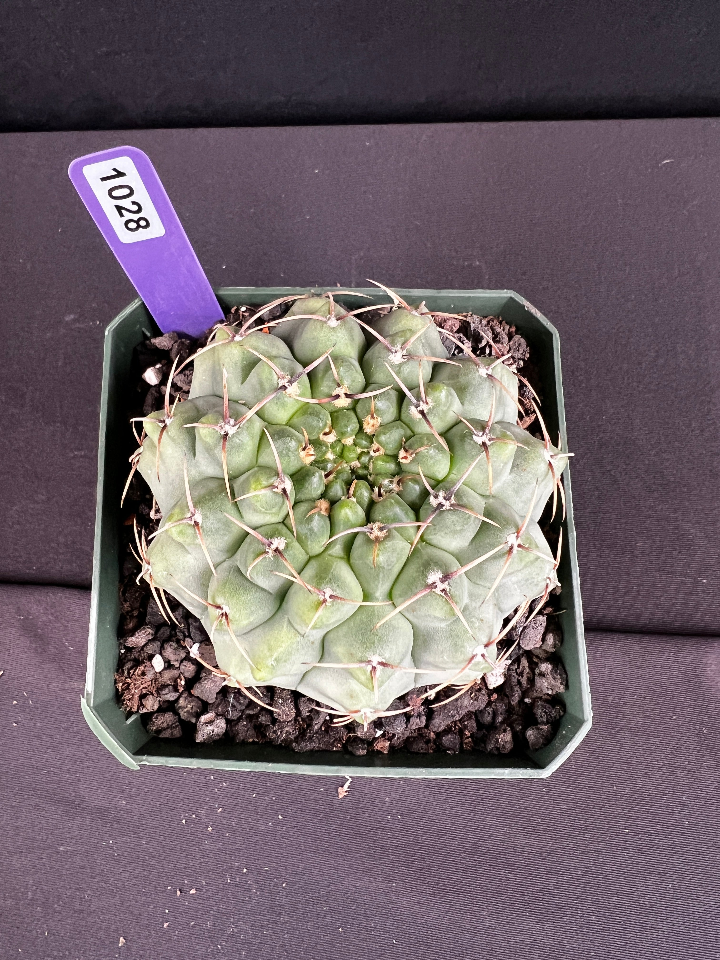 Gymnocalycium Ochoterenae Cactus