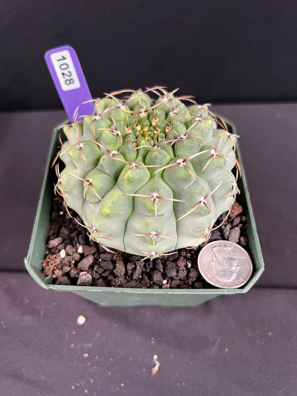 Gymnocalycium Ochoterenae Cactus