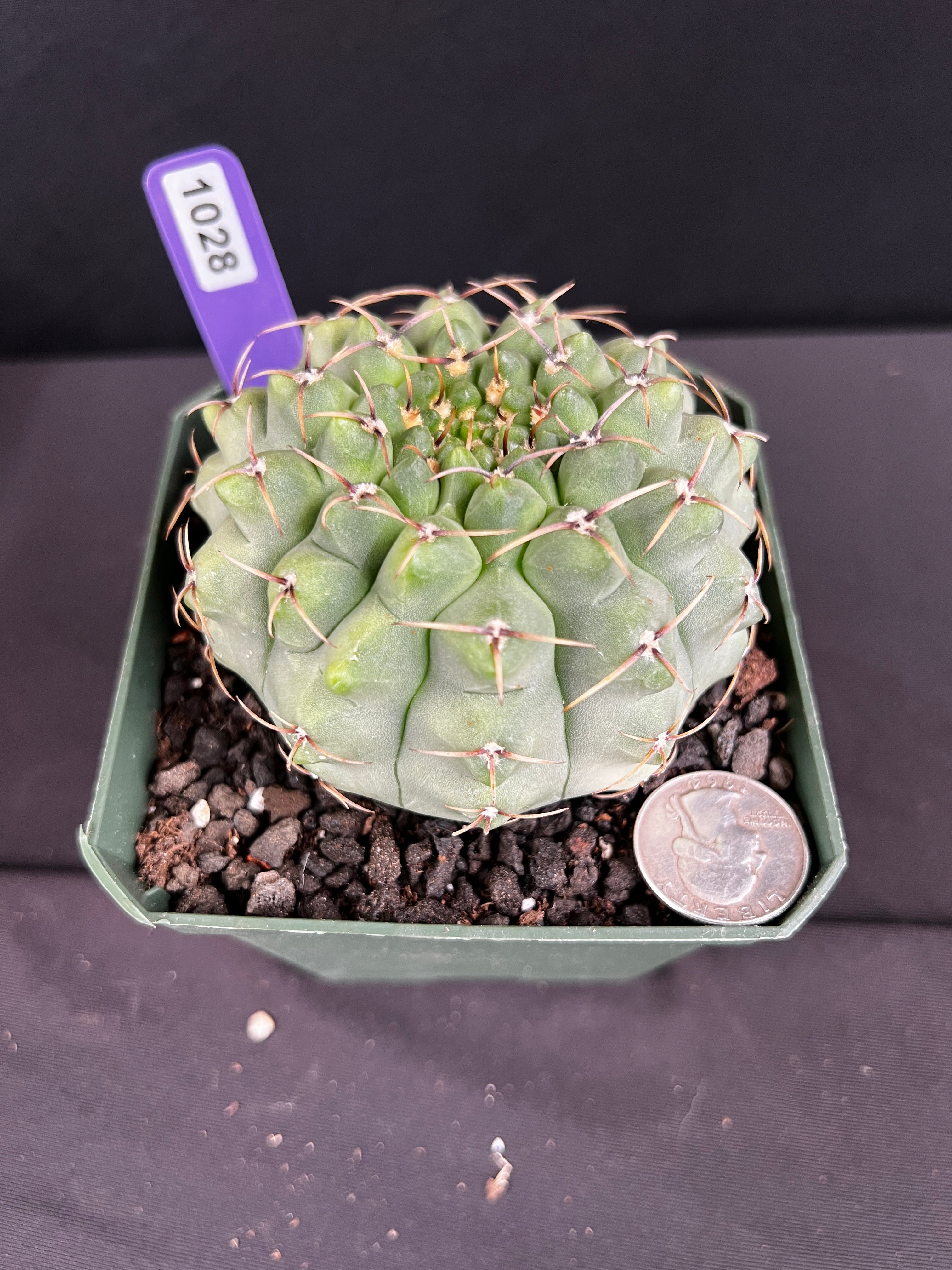 Gymnocalycium Ochoterenae Cactus