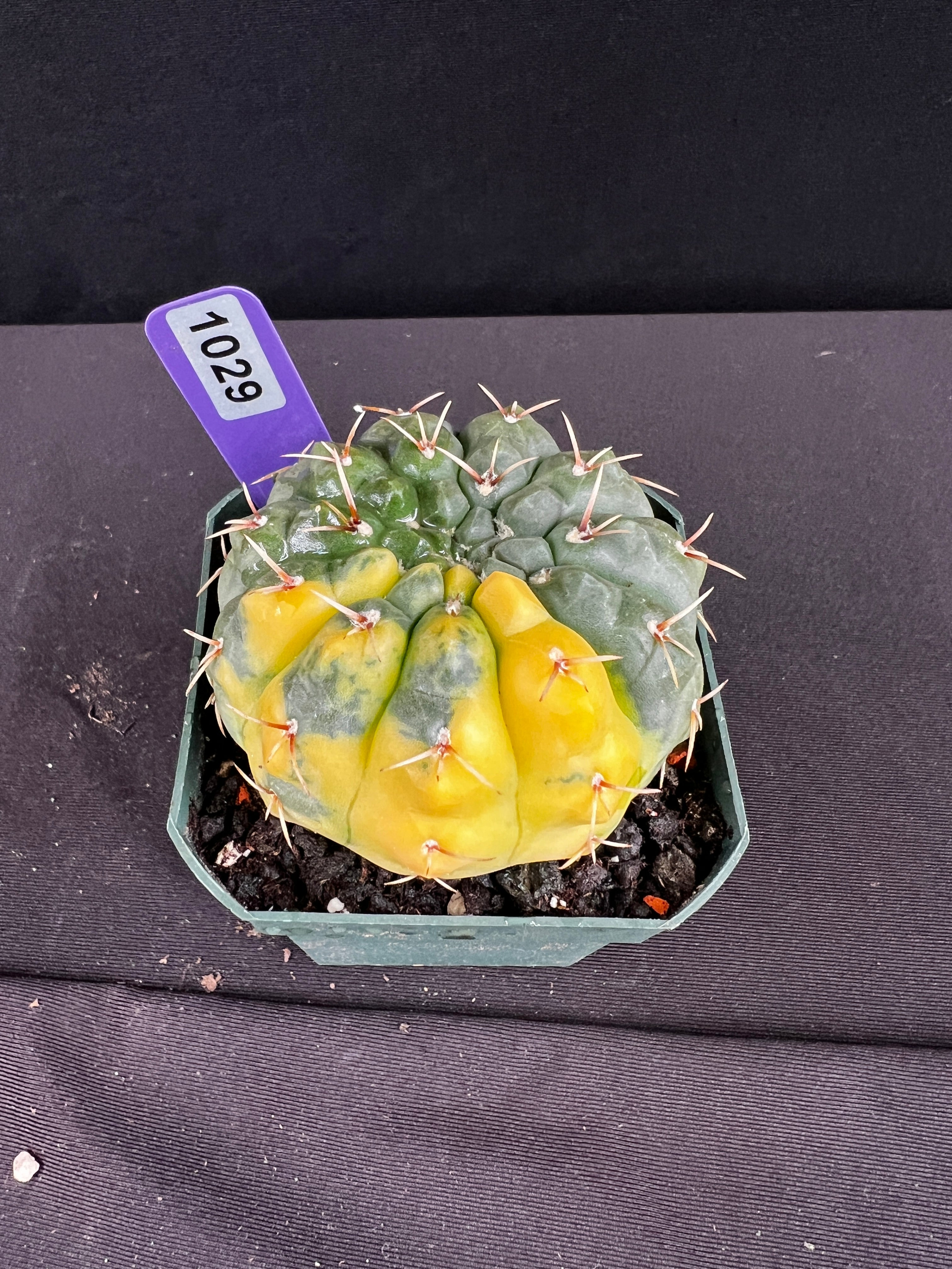 Gymnocalycium Ochoterenae Variegated
