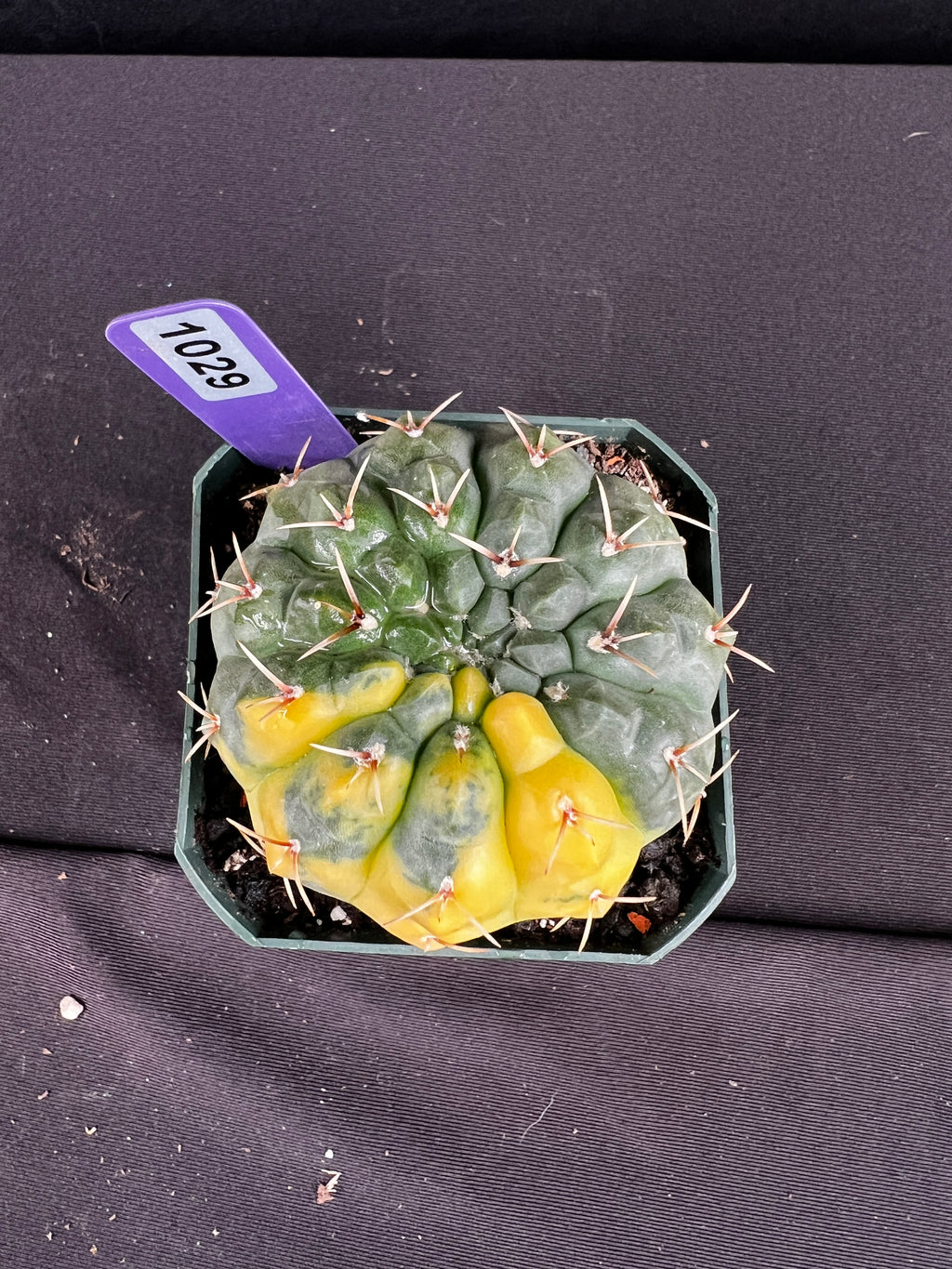 Gymnocalycium Ochoterenae Variegated