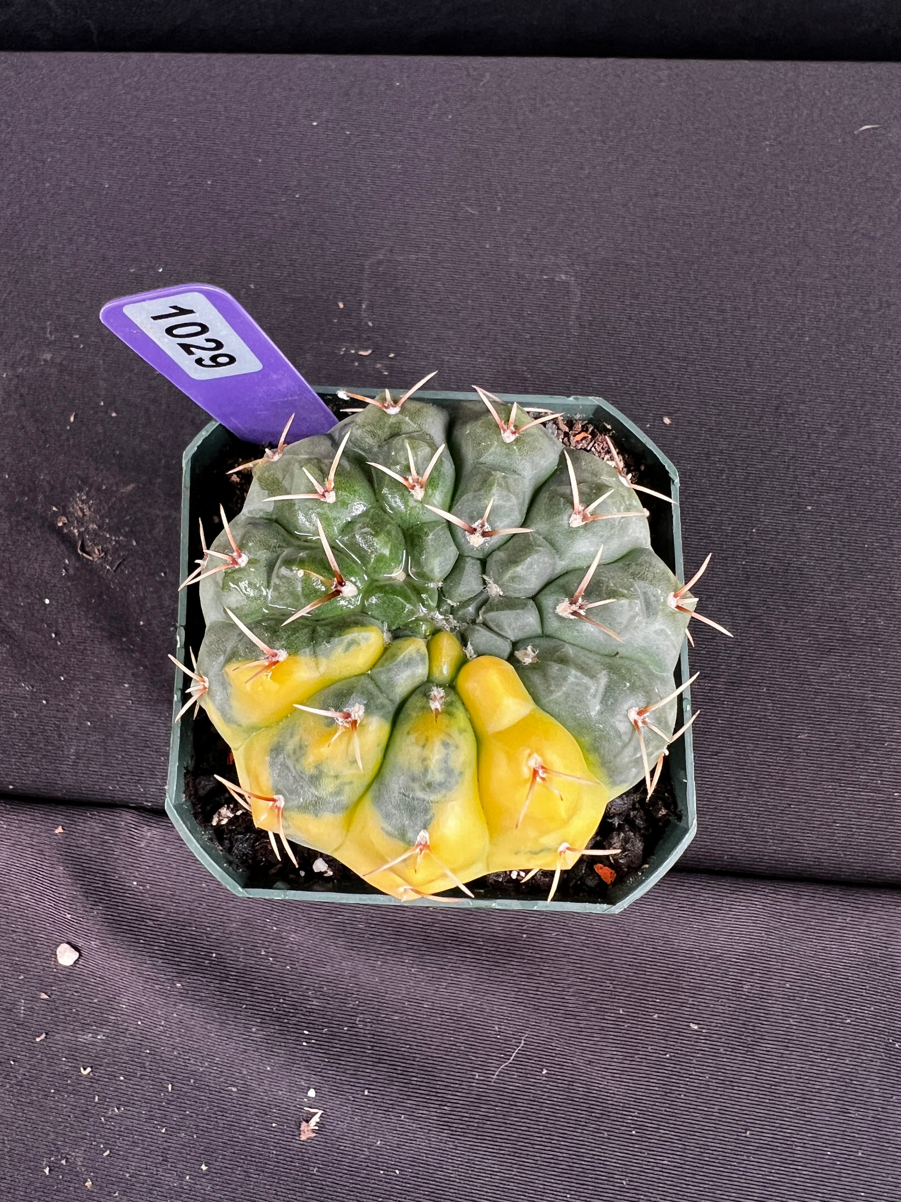 Gymnocalycium Ochoterenae Variegated
