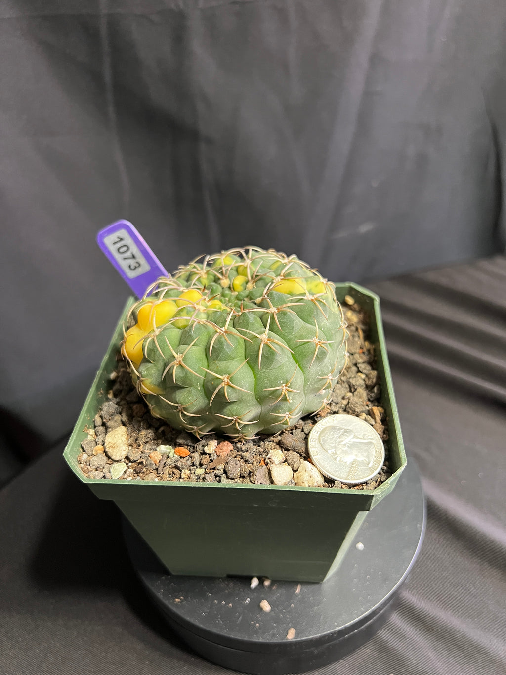 Gymnocalycium Ochoterenae Vaiegated