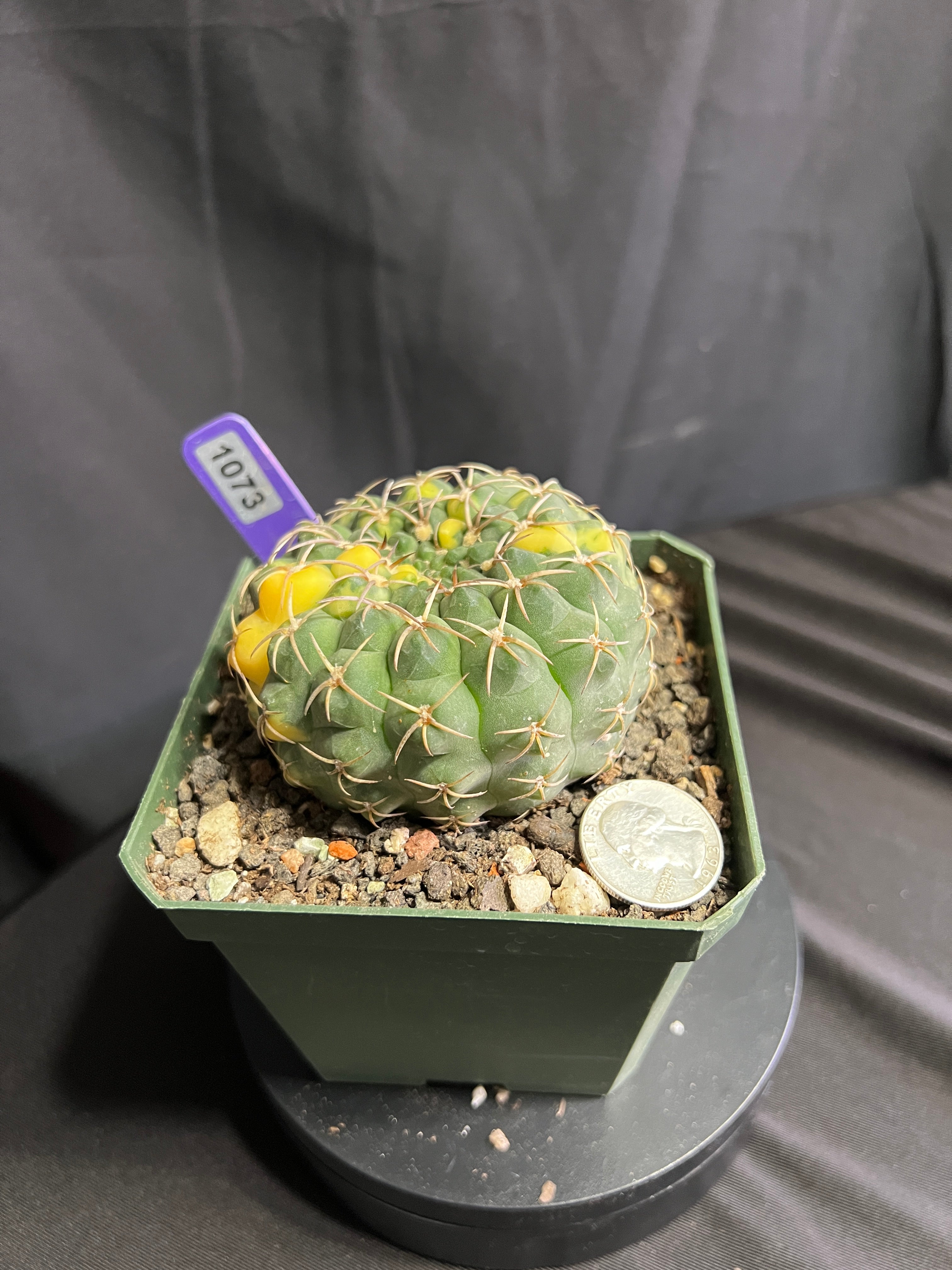 Gymnocalycium Ochoterenae Vaiegated