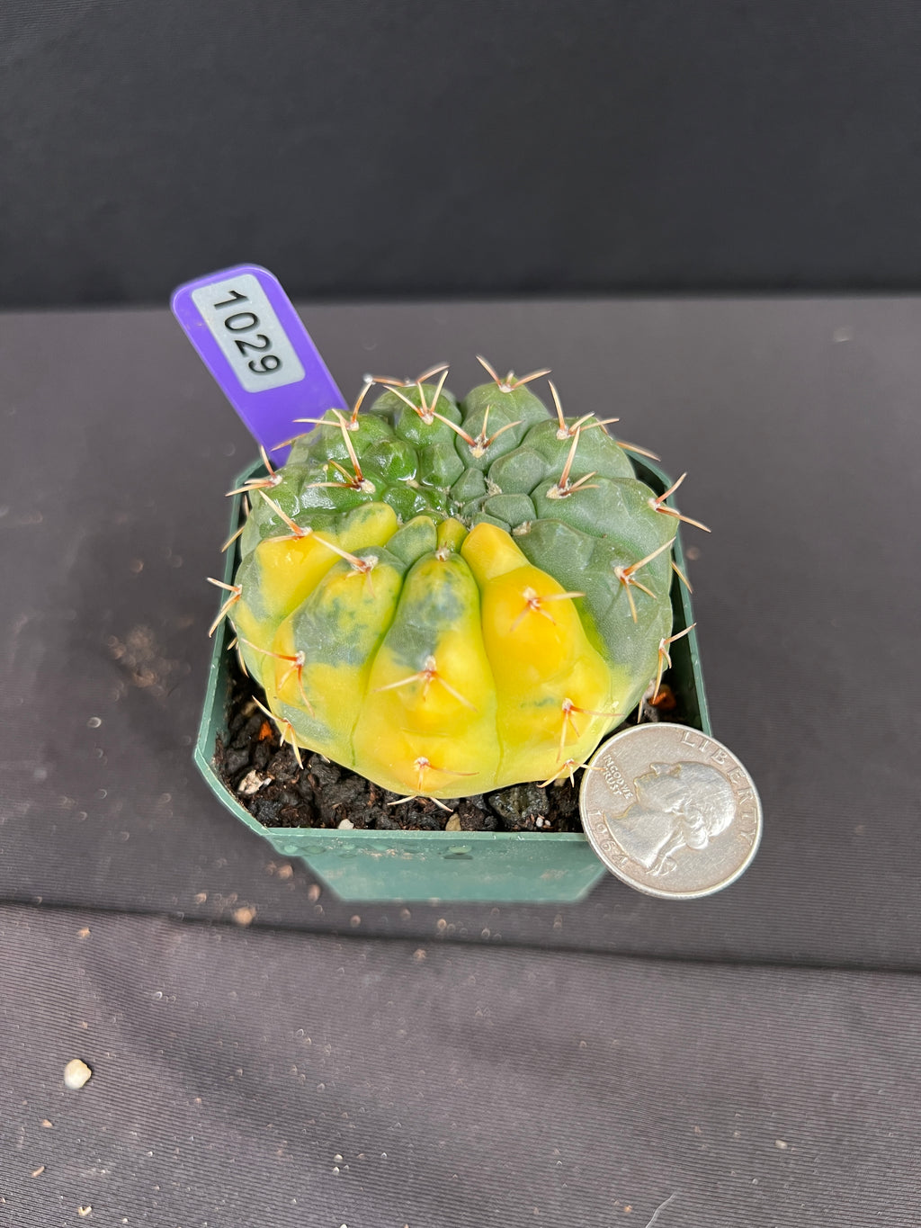 Gymnocalycium Ochoterenae Variegated