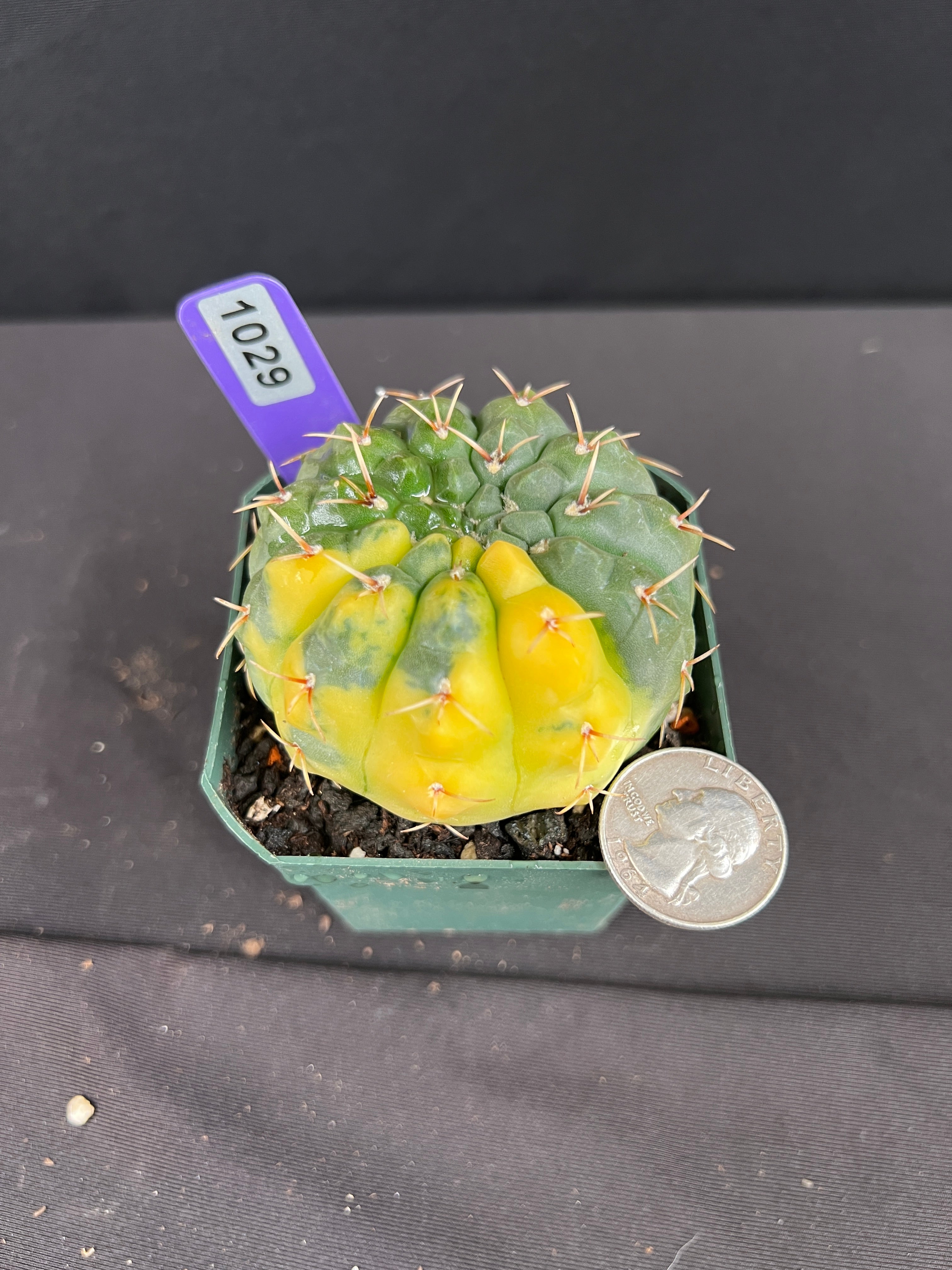 Gymnocalycium Ochoterenae Variegated