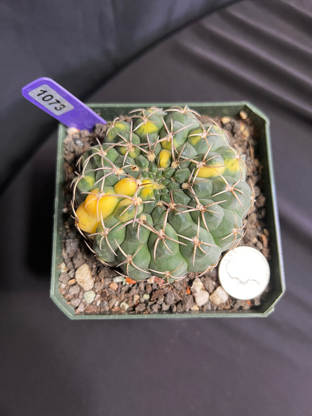 Gymnocalycium Ochoterenae Vaiegated