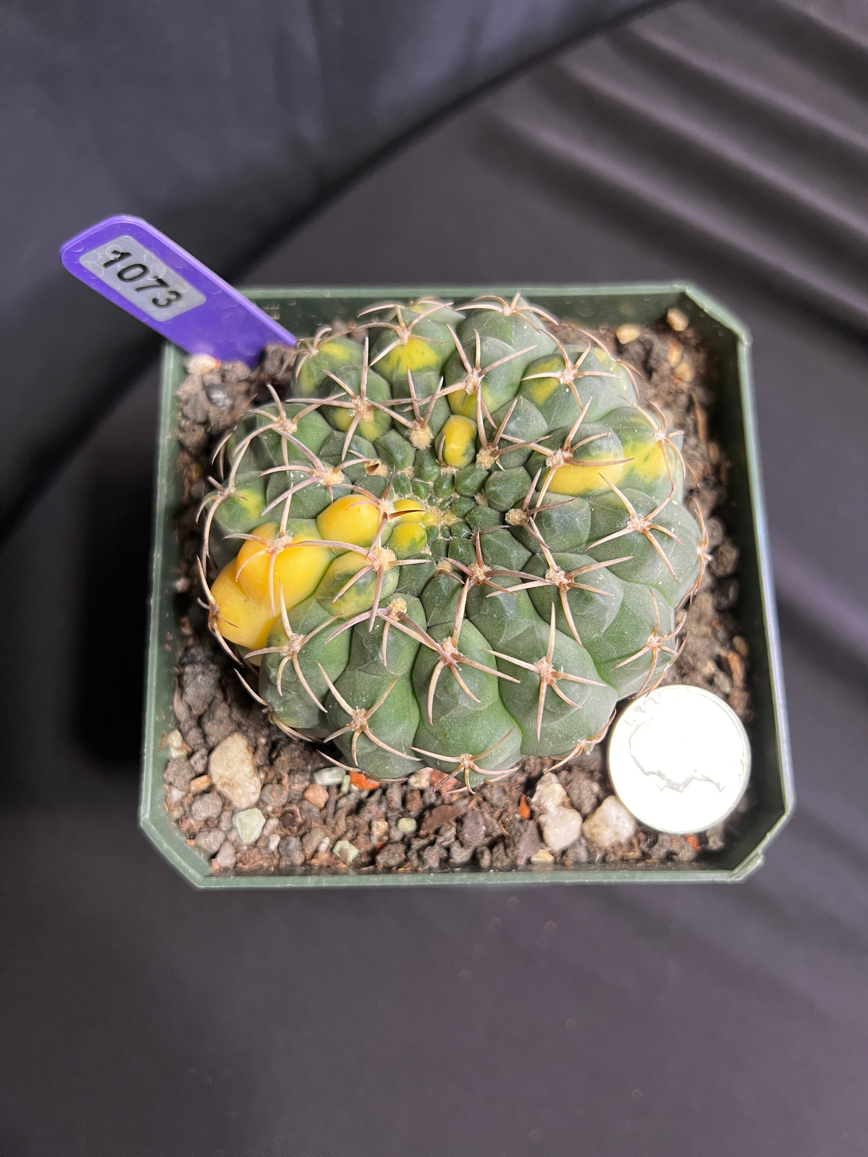 Gymnocalycium Ochoterenae Vaiegated