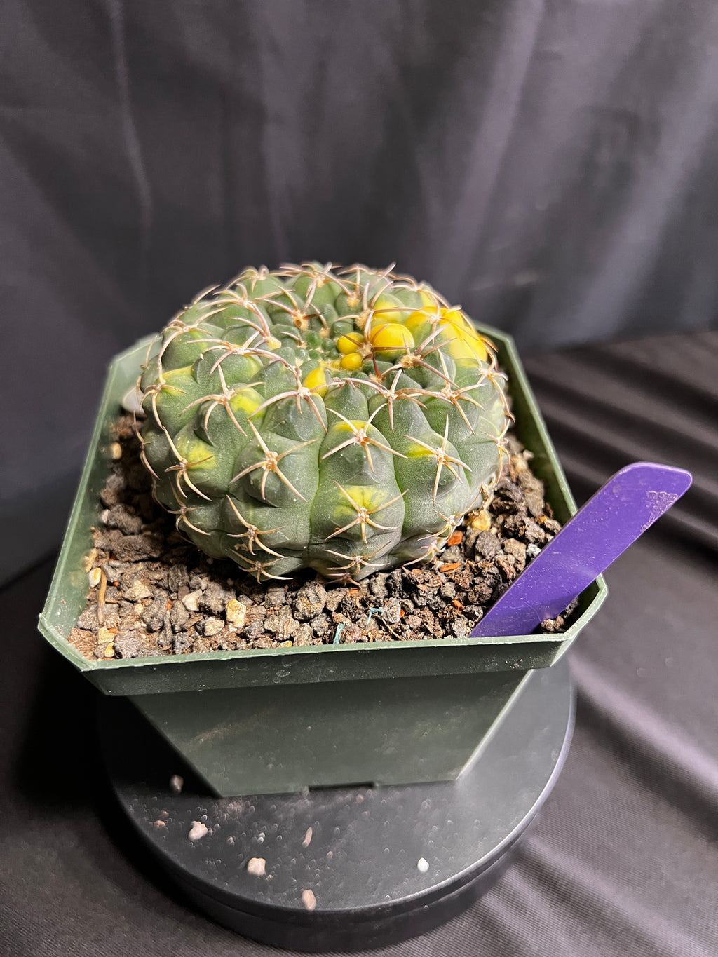 Gymnocalycium Ochoterenae Vaiegated