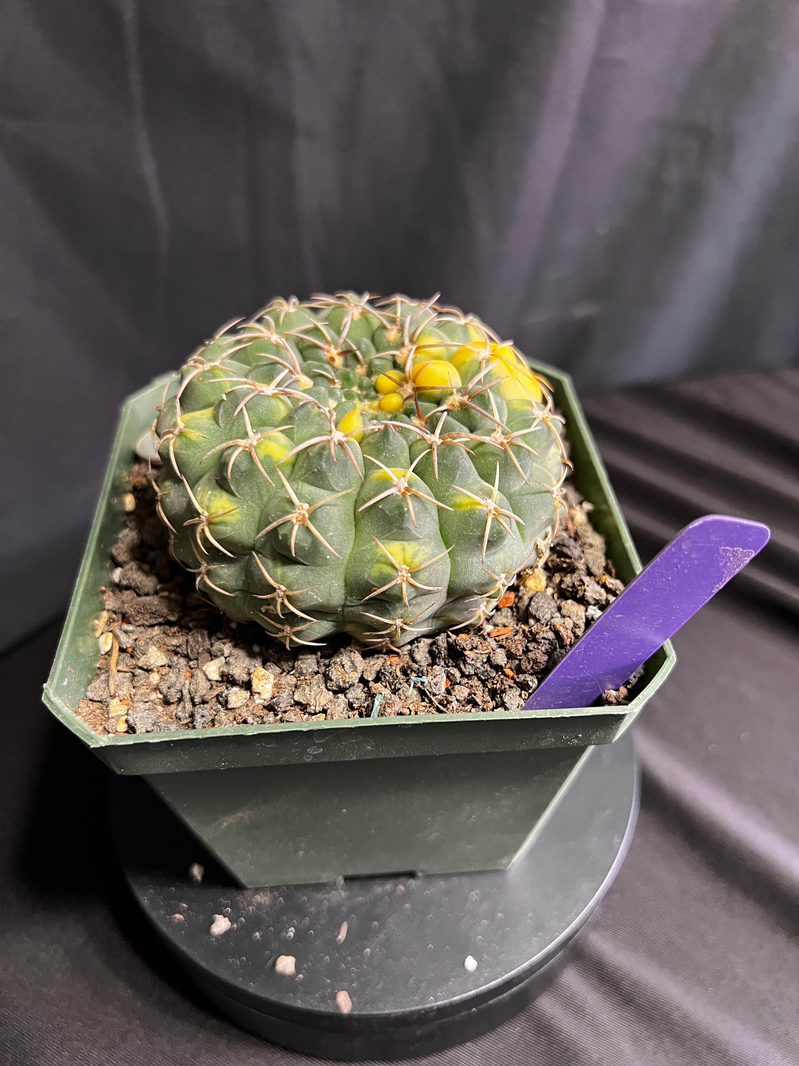Gymnocalycium Ochoterenae Vaiegated